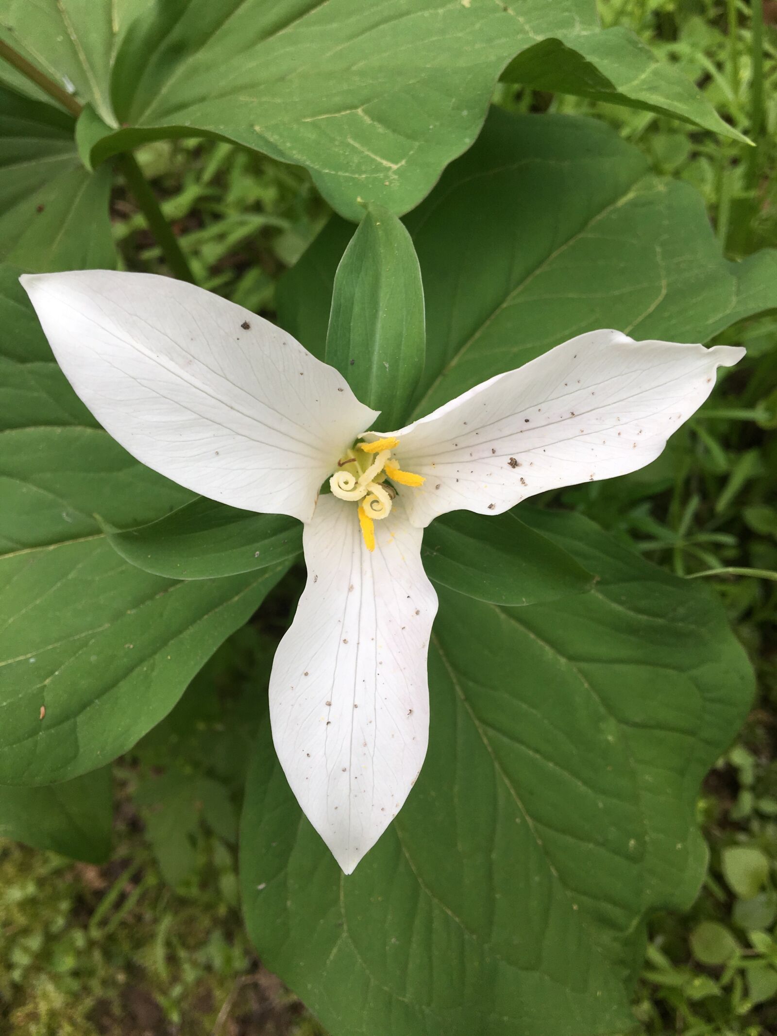 Apple iPhone 6s sample photo. Trillium, white, white flower photography