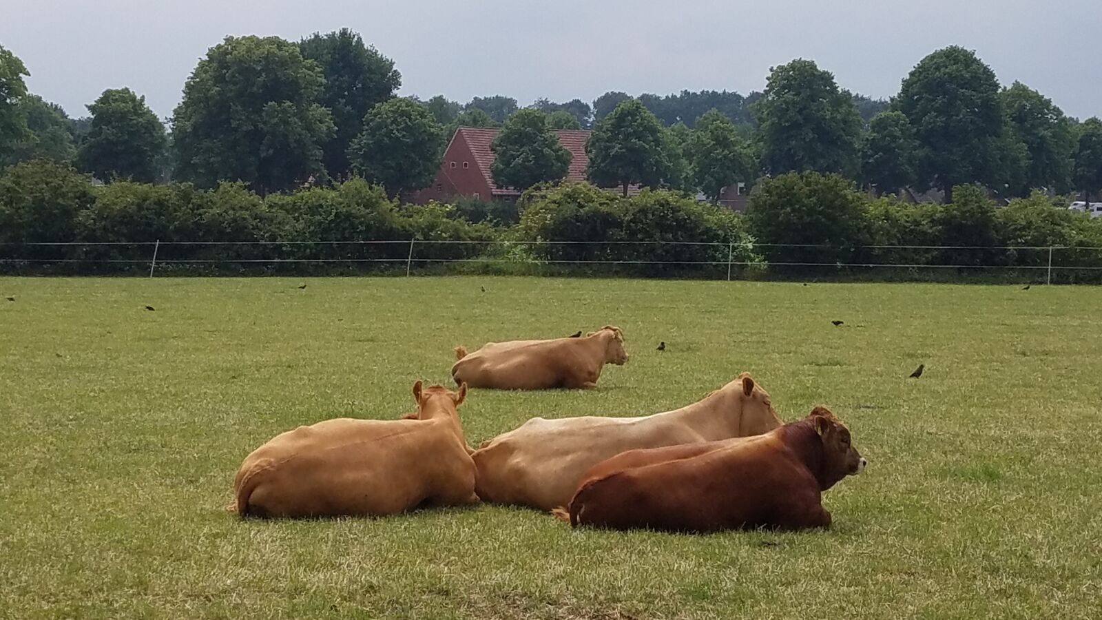 Samsung Galaxy S7 sample photo. Cows, agriculture, cow photography