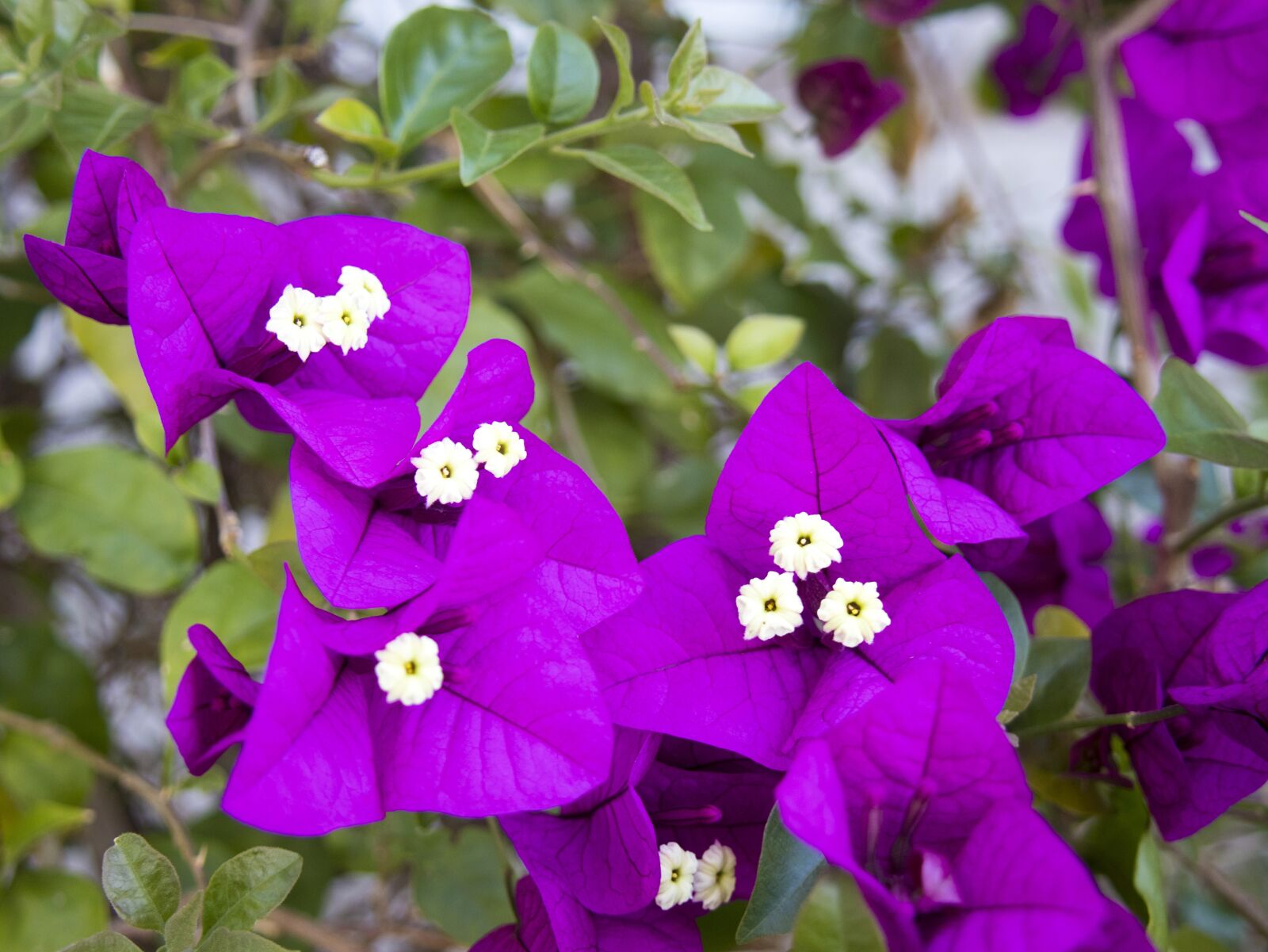 Canon EOS M6 sample photo. Purple, spring, bloom photography