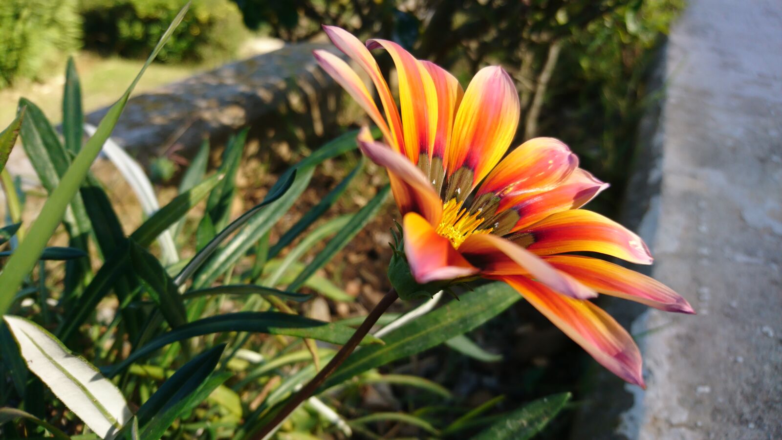 Sony Xperia X sample photo