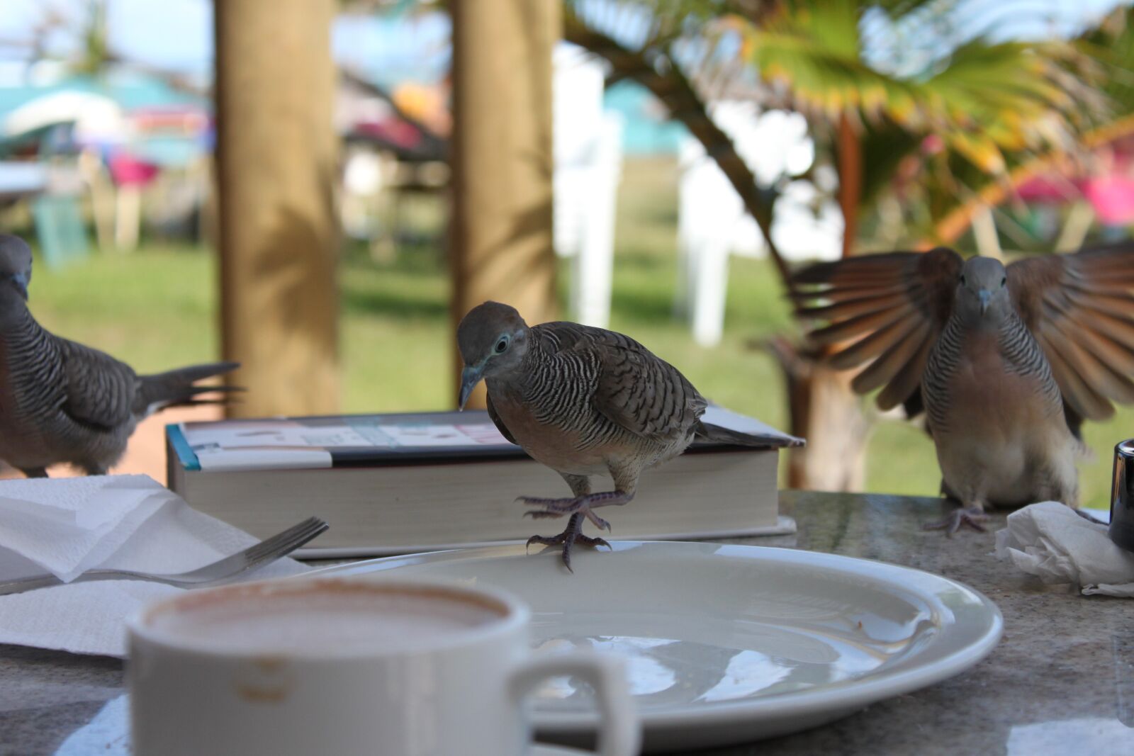 Canon EOS 500D (EOS Rebel T1i / EOS Kiss X3) sample photo. Bird, cheeky, plumage photography