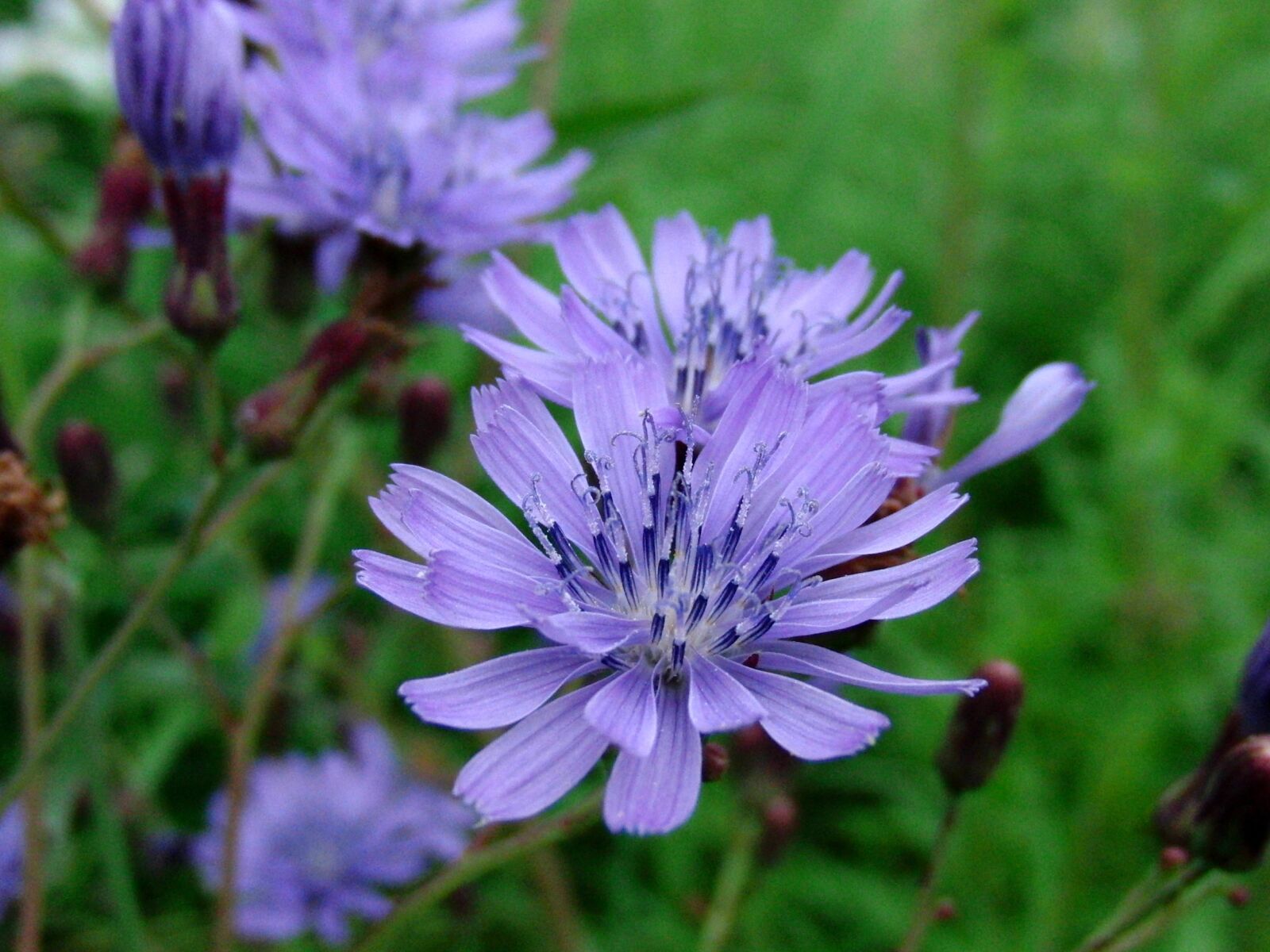 CASIO EX-FC100 sample photo. Chicory, cichorium, blue flowers photography