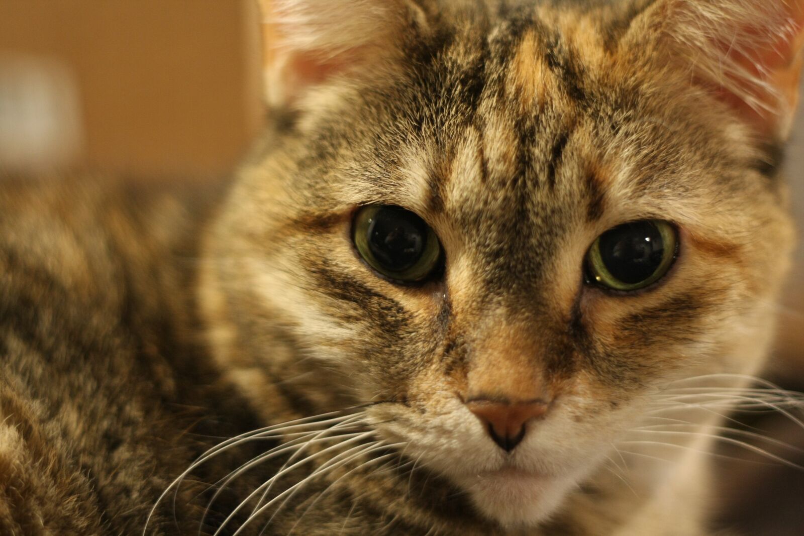 Canon EOS 40D sample photo. Cat, eyes, kitty photography