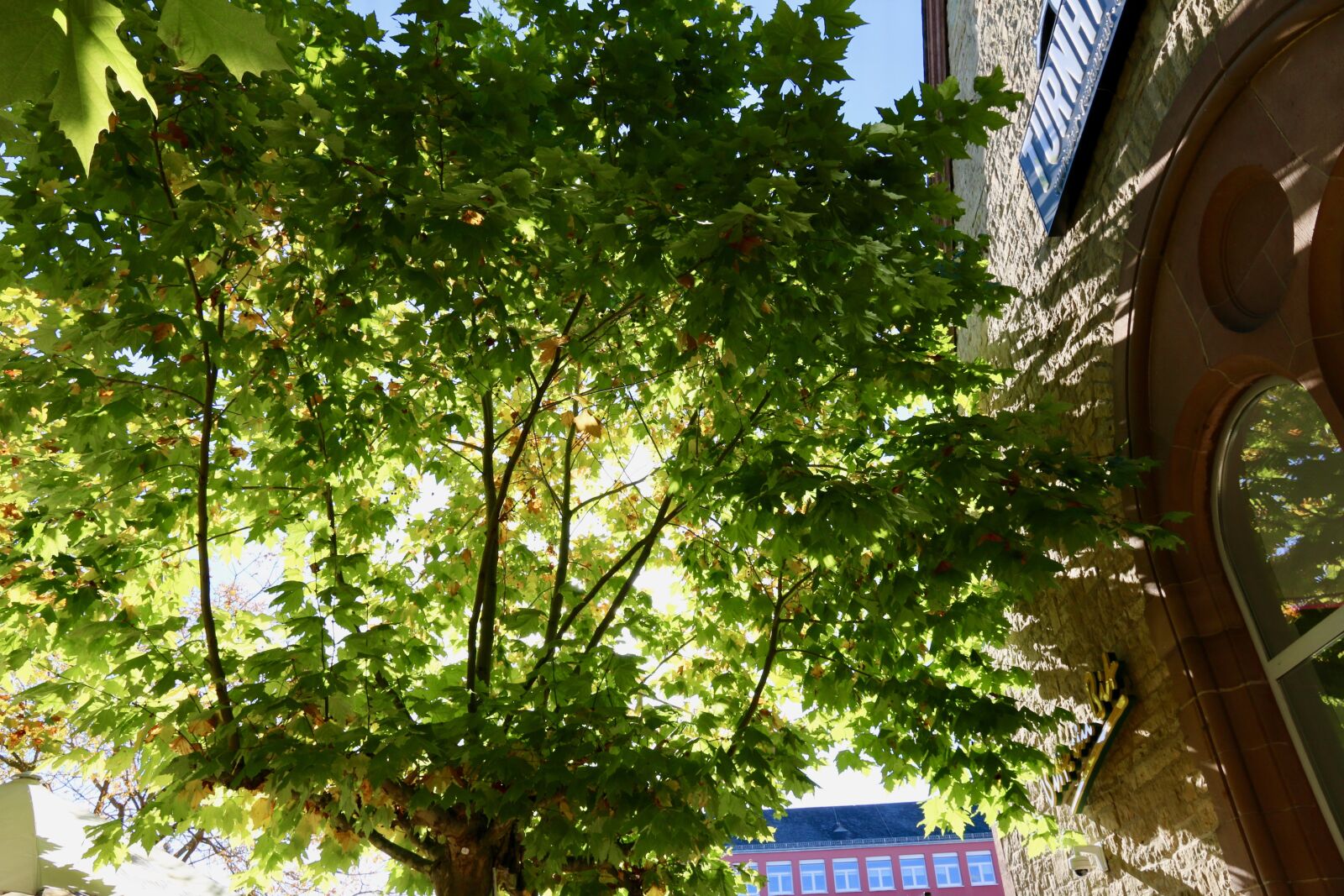 Canon EOS 70D sample photo. Green, light, sun photography
