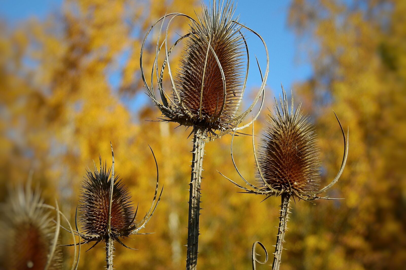 Nikon Coolpix P900 sample photo. Thistles, meadow, barbed photography