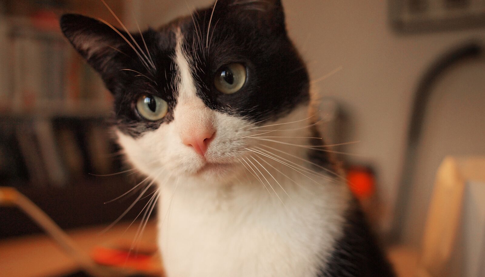 Olympus PEN E-PL1 sample photo. Kat, kitten, face photography