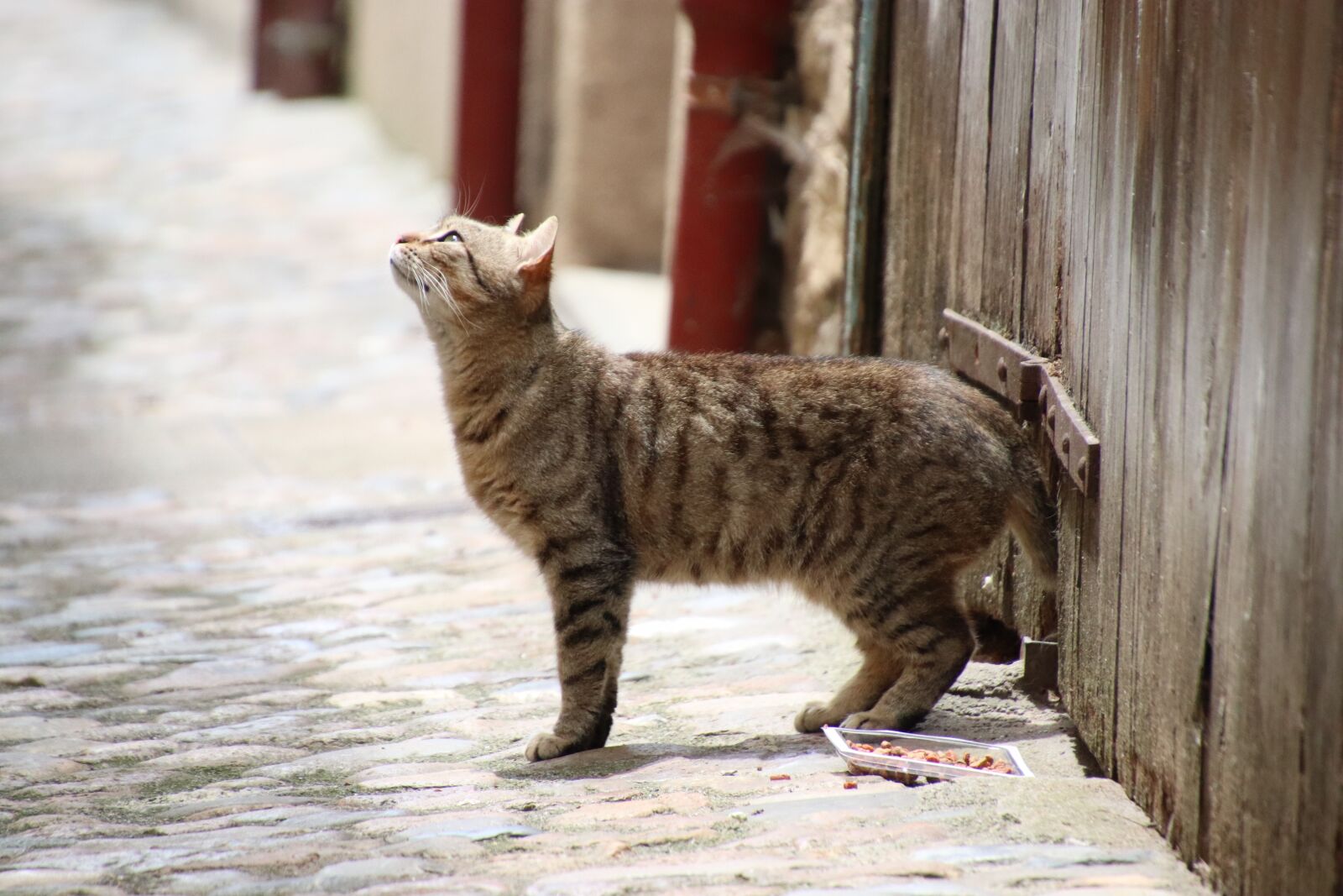 Canon EOS 800D (EOS Rebel T7i / EOS Kiss X9i) sample photo. Cats, felines, observe photography