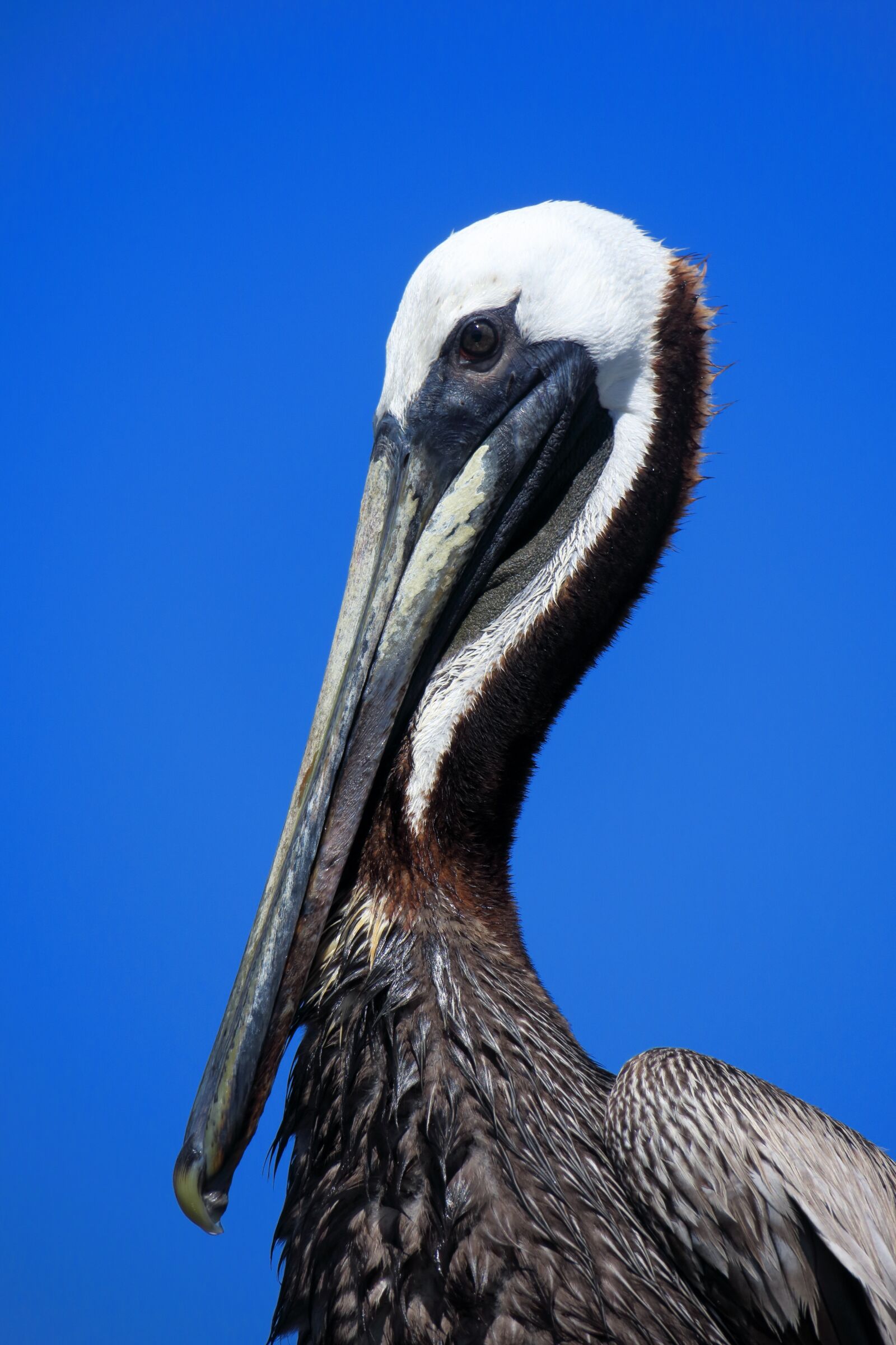 Canon PowerShot G3 X sample photo. Pelikan, florida, head photography