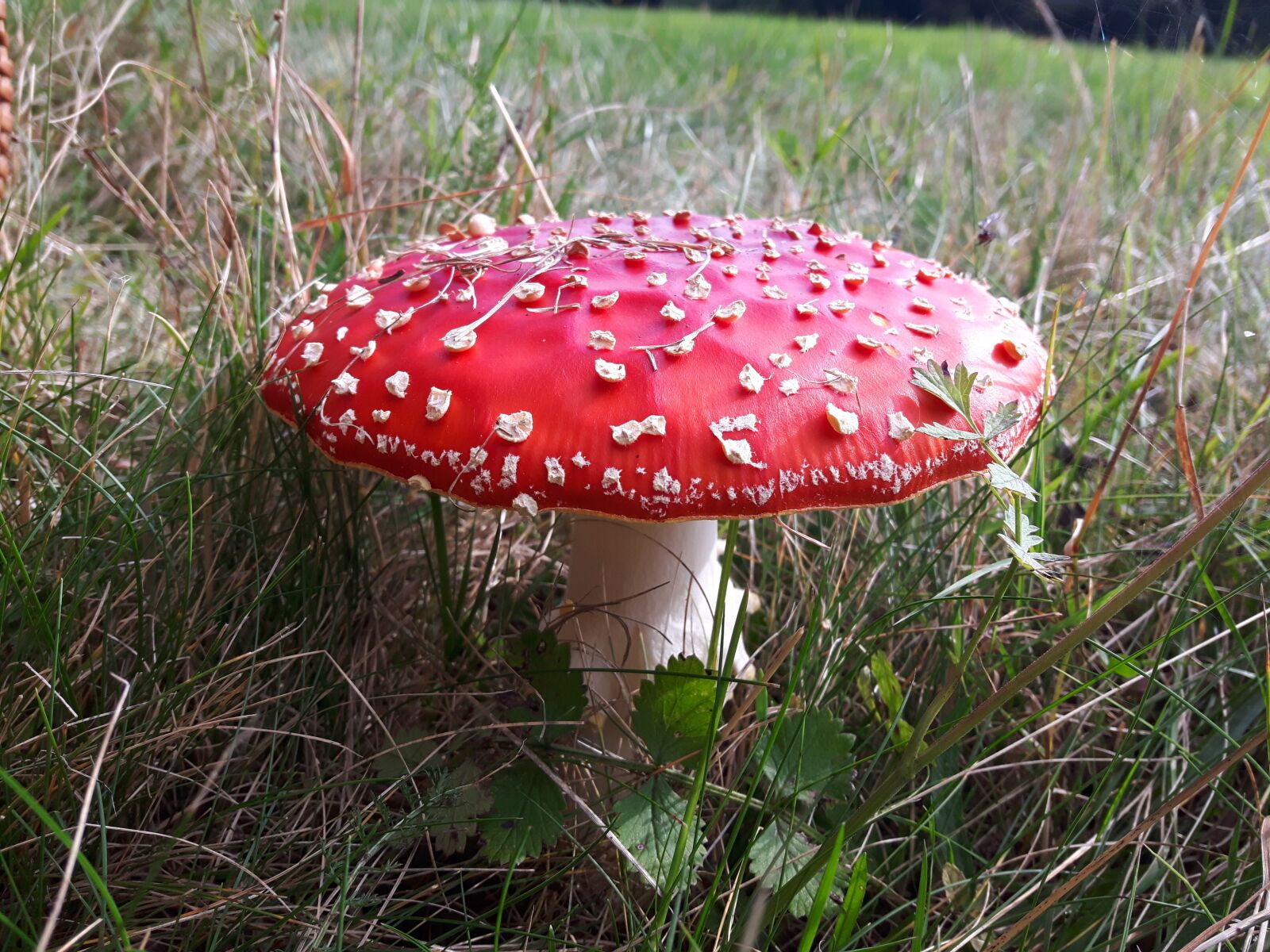 Samsung Galaxy S5 Neo sample photo. Amanita, mushroom, poisonous photography