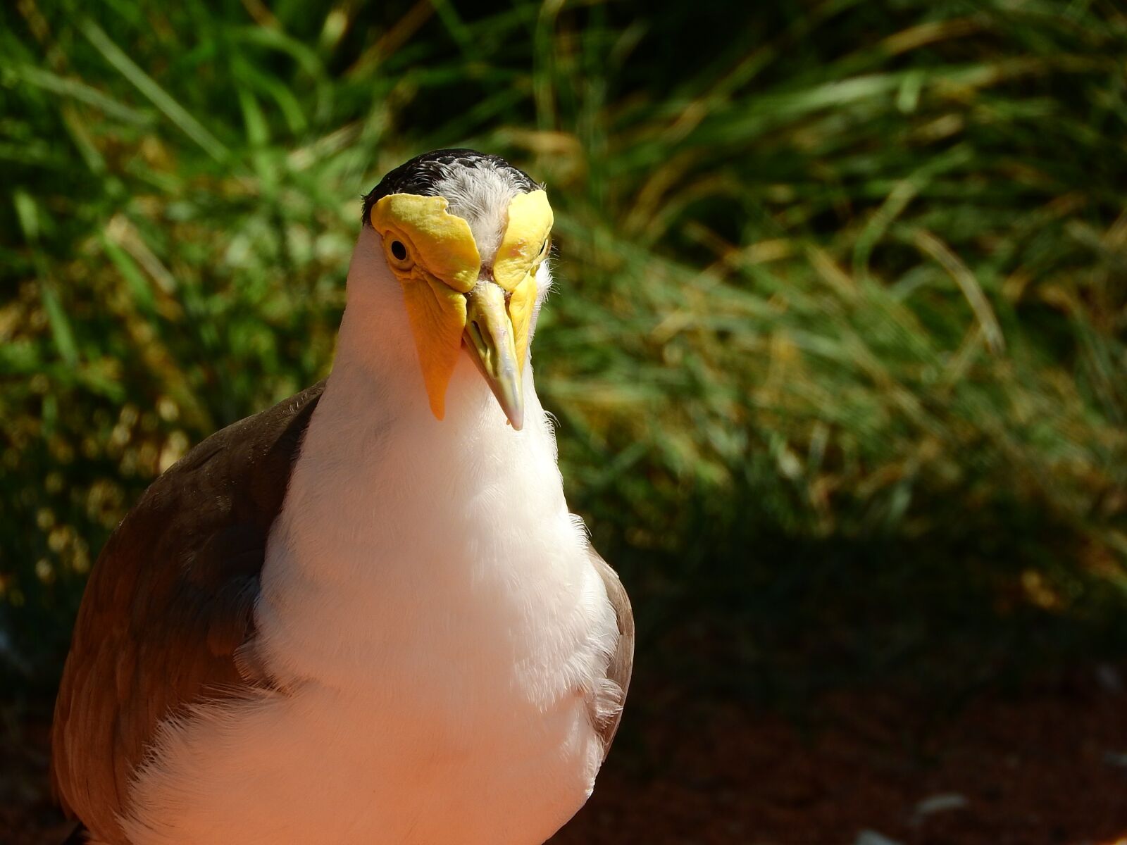 Nikon Coolpix P610 sample photo. Lapwing australian, vanellus miles photography