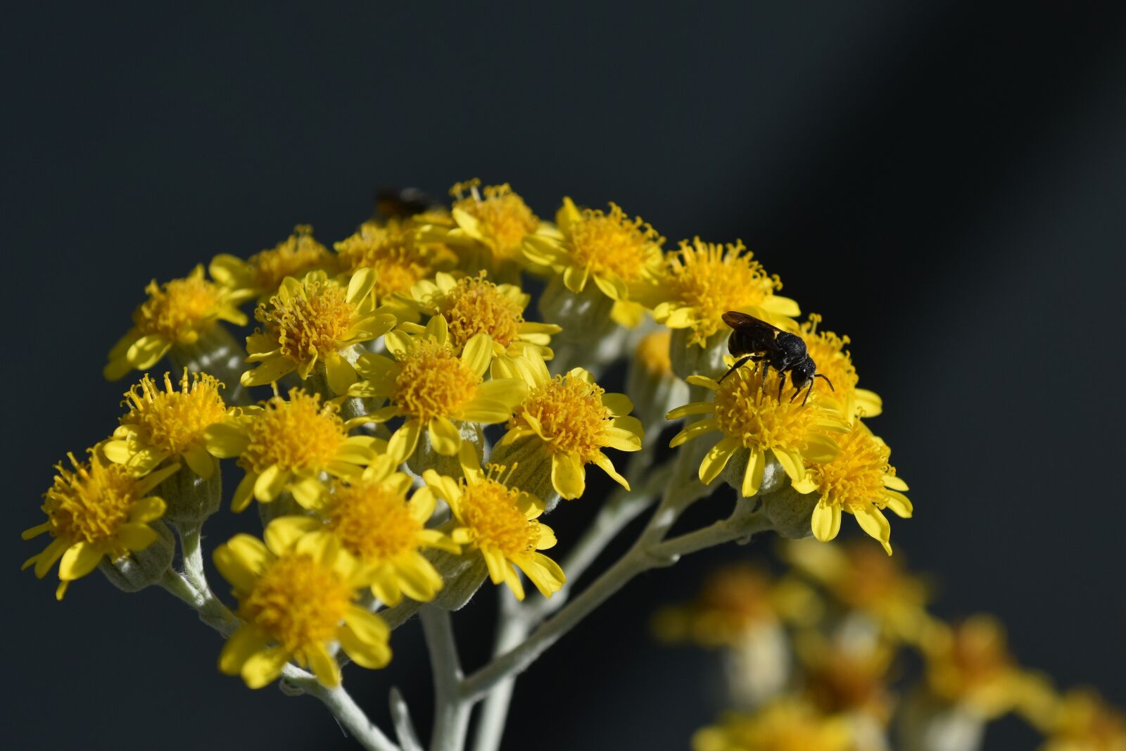Nikon D3500 sample photo. Flowers, yellow, insect photography