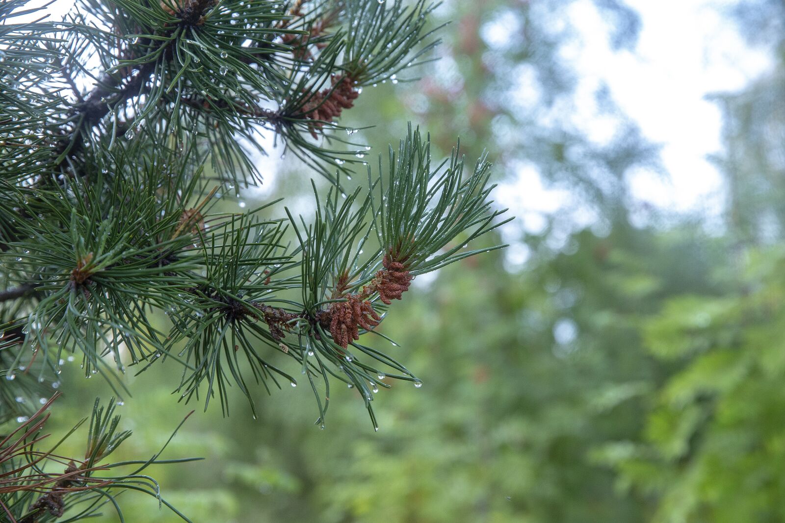 Canon EF 24-70mm F2.8L II USM sample photo. Forest, rain, beauty photography