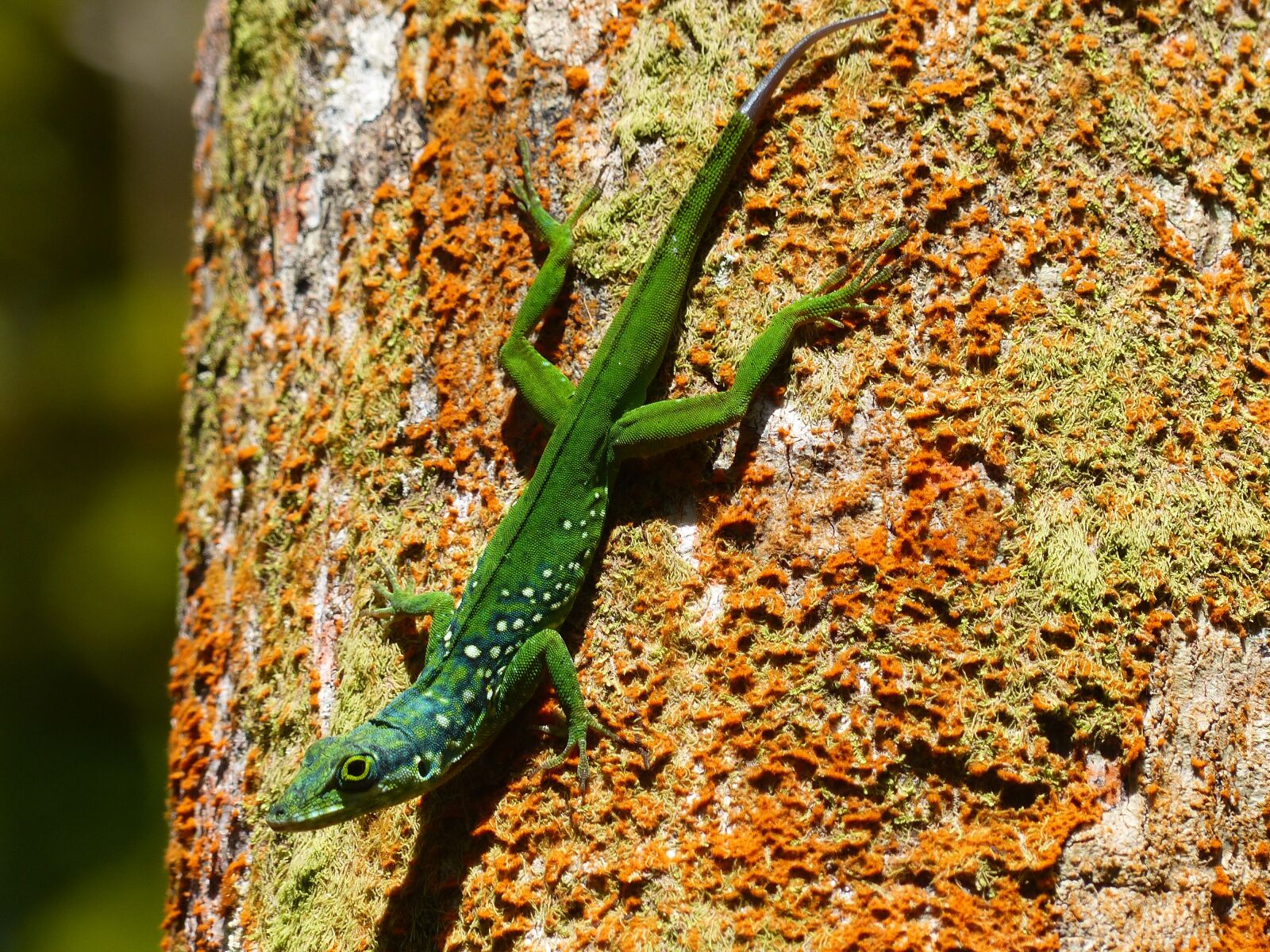 Panasonic Lumix DMC-FZ200 sample photo. Lizard, green, animal photography