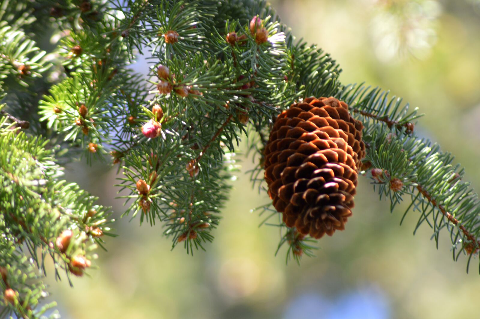 Nikon D3200 sample photo. Cone, tree, pine photography