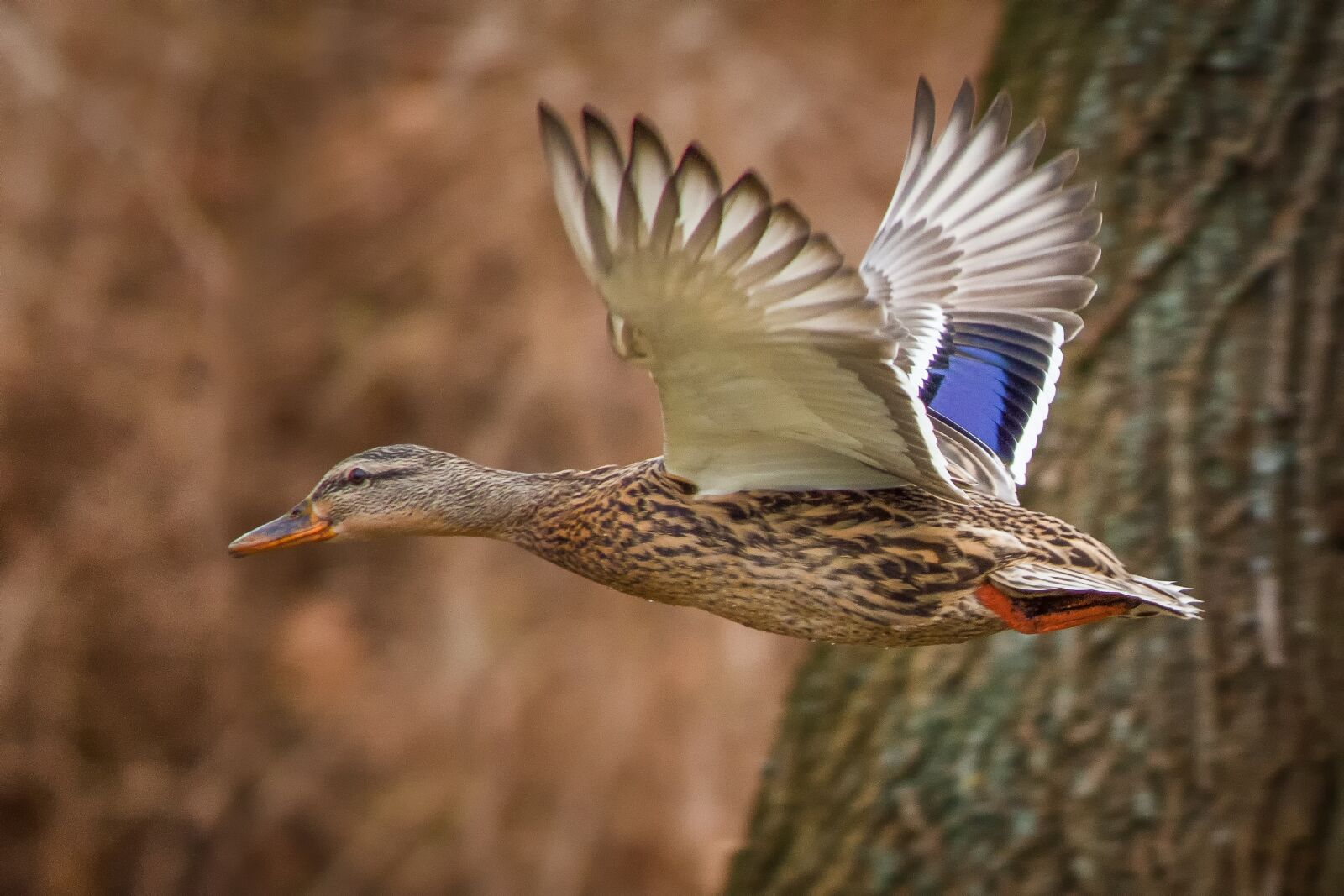 Nikon D7200 sample photo. Ducks, mallards, landscape photography