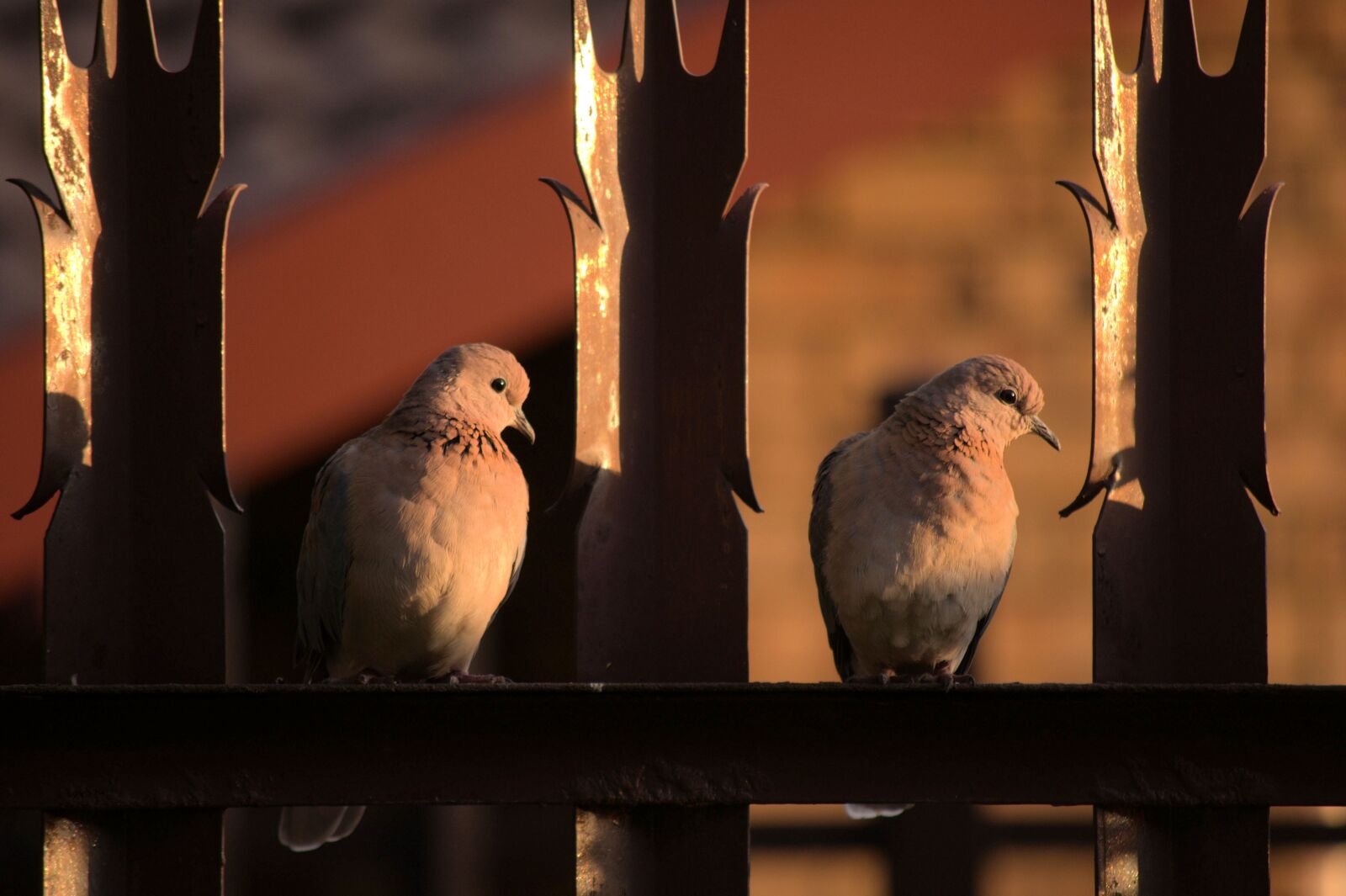 Nikon D90 sample photo. Pigeons, doves, birds photography