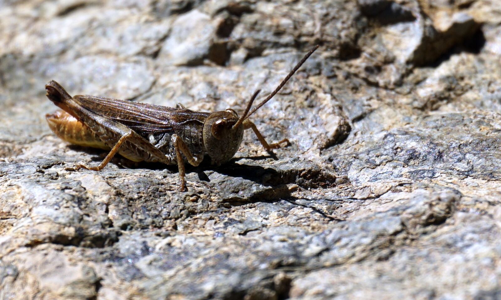 Sony a6000 sample photo. Grasshopper, animal, insect photography