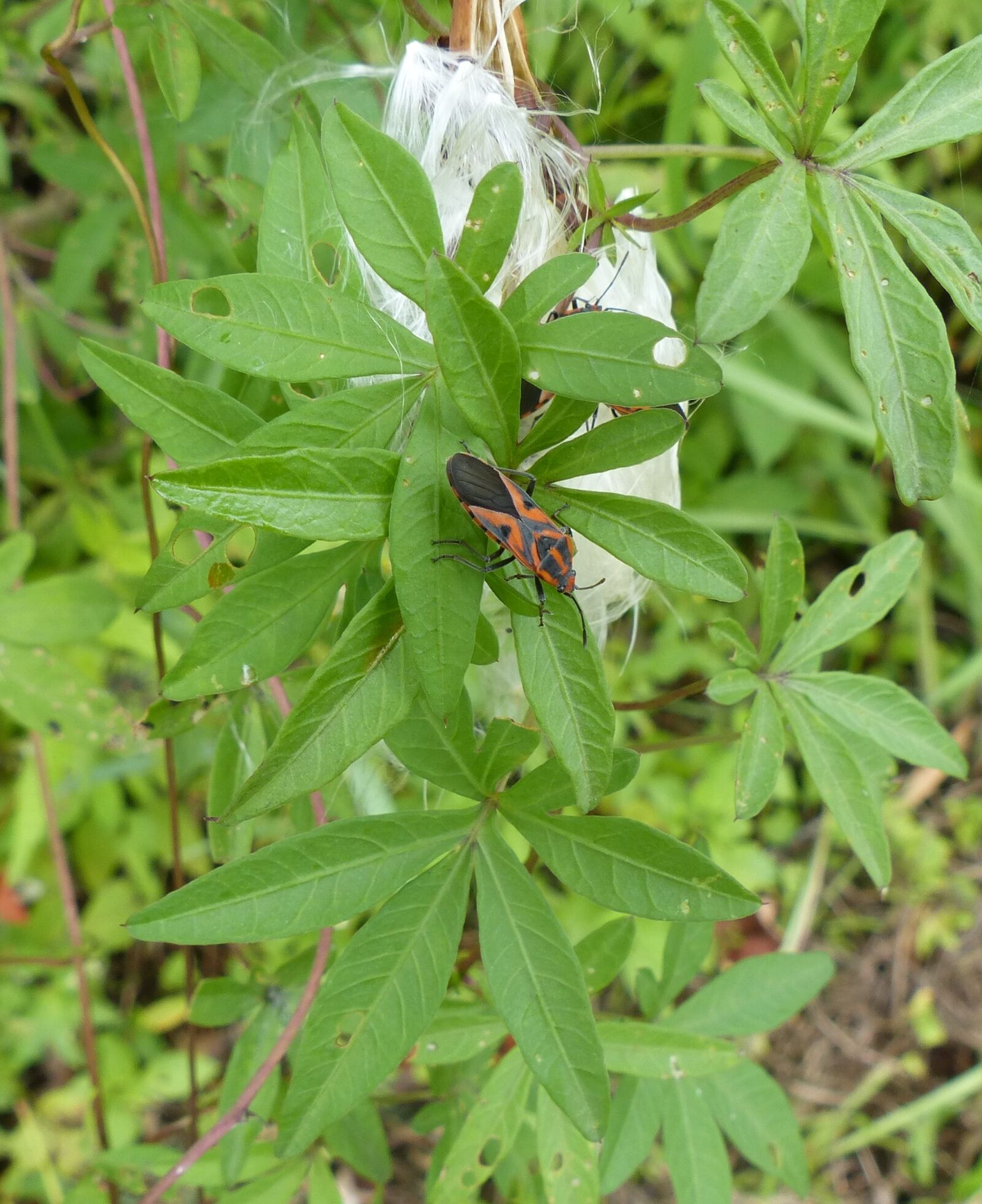 Panasonic Lumix DMC-FZ200 sample photo. Insects, bugs, bug insect photography