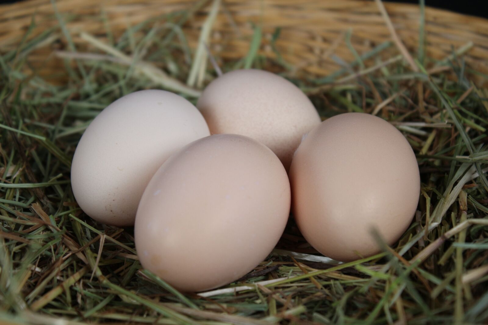 Canon EOS 700D (EOS Rebel T5i / EOS Kiss X7i) + Canon EF-S 18-55mm F3.5-5.6 IS sample photo. Egg, nest easter, straw photography