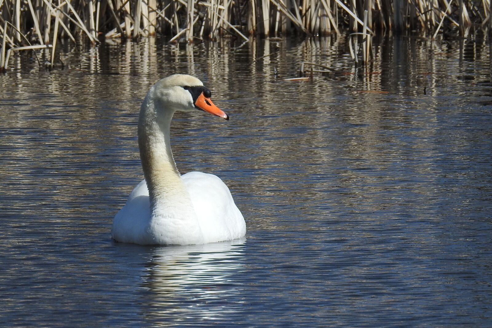 Nikon Coolpix P900 sample photo. Swan, waters, bird photography