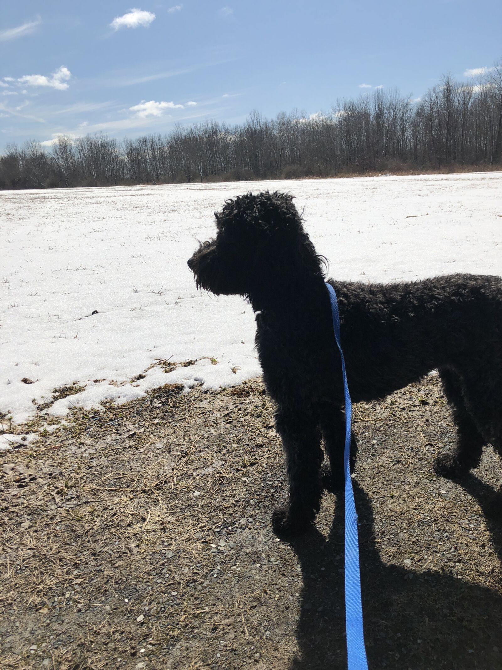 iPhone 8 back camera 3.99mm f/1.8 sample photo. Whoodle, dog, winter photography