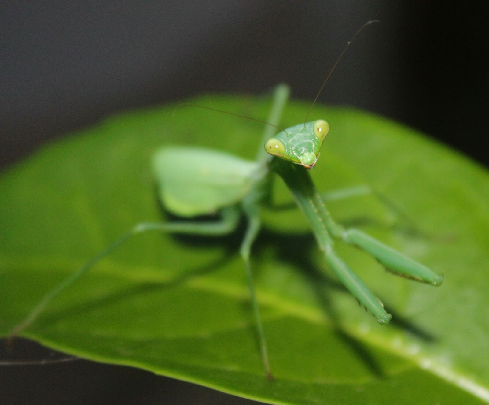 Canon EOS 1300D (EOS Rebel T6 / EOS Kiss X80) sample photo. Leaf, insect, invertebrate photography