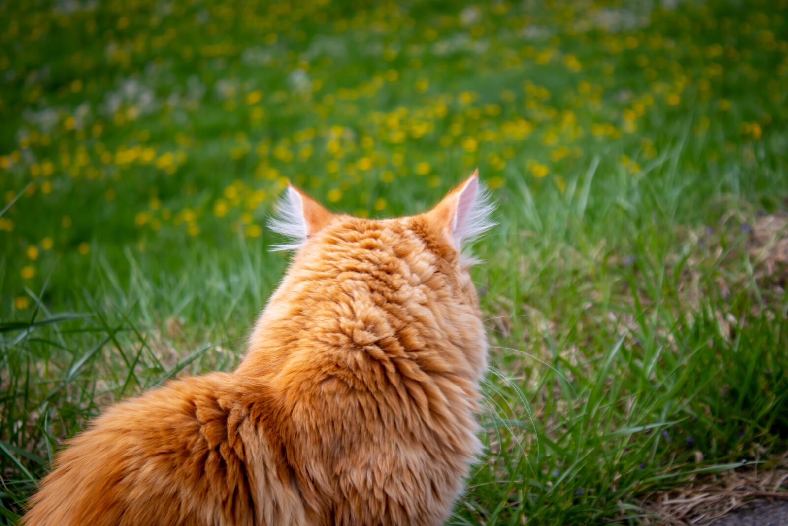 Canon EOS 200D (EOS Rebel SL2 / EOS Kiss X9) sample photo. Cat, red, german longhaired photography