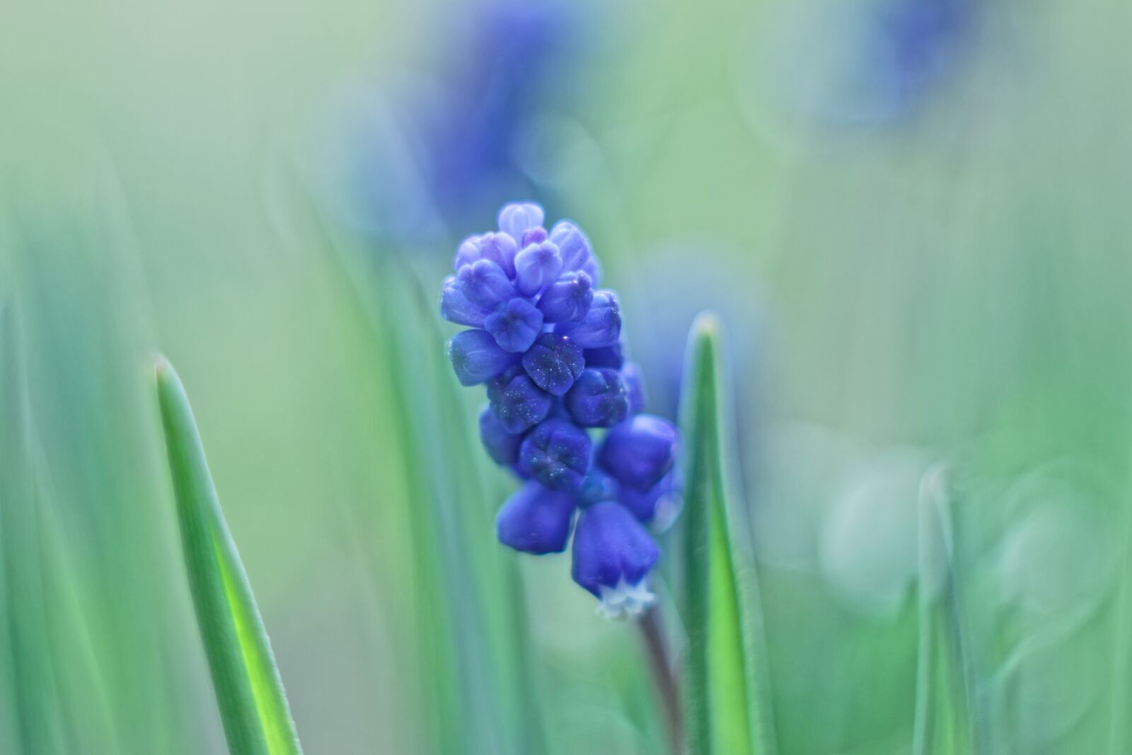 Canon EOS 500D (EOS Rebel T1i / EOS Kiss X3) sample photo. Macro, tenderness, flower photography
