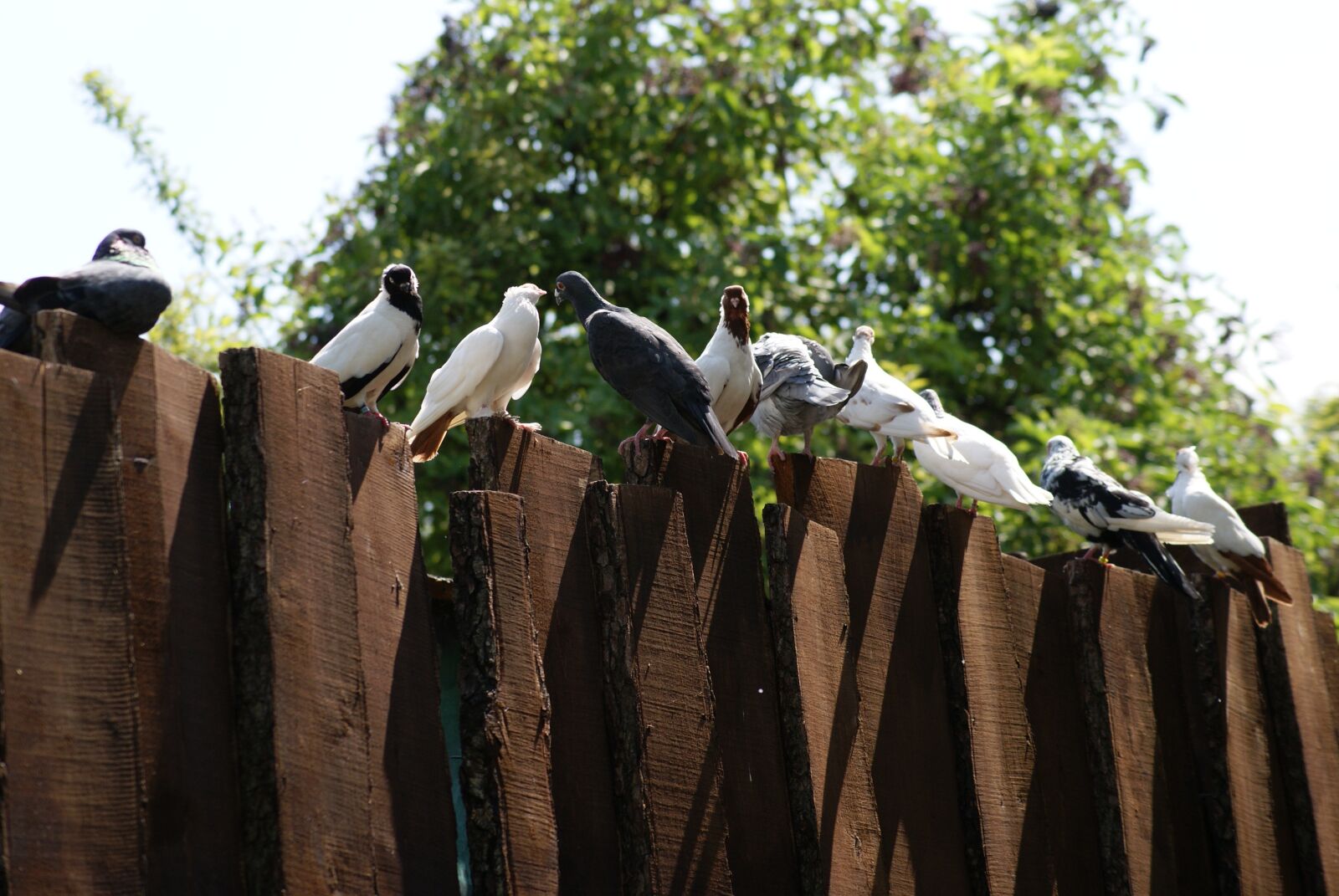 Sony Alpha DSLR-A230 sample photo. Pigeons, the dovecote, birds photography