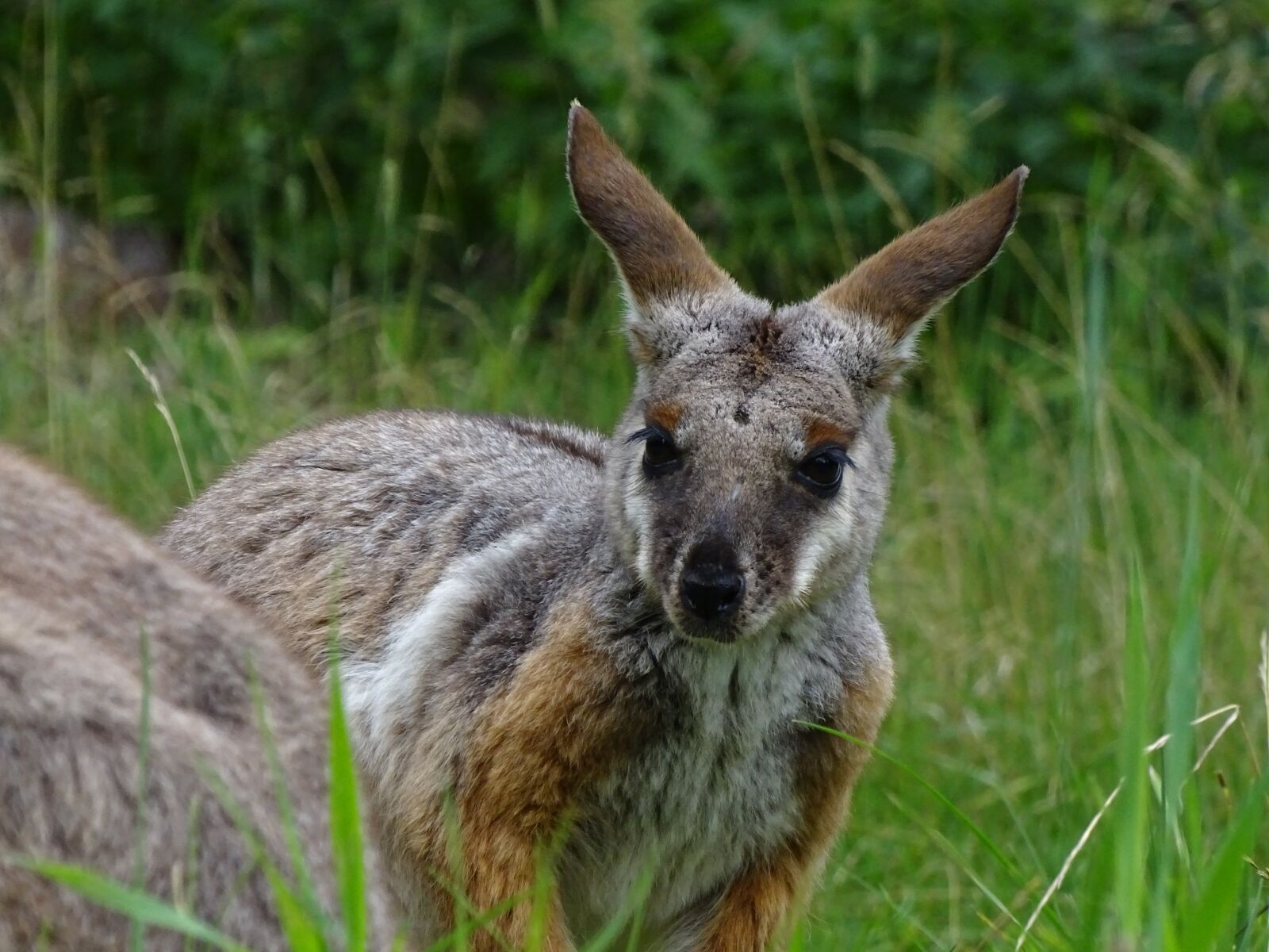Sony Cyber-shot DSC-HX400V sample photo. Kangaroo, zoo, mammal photography