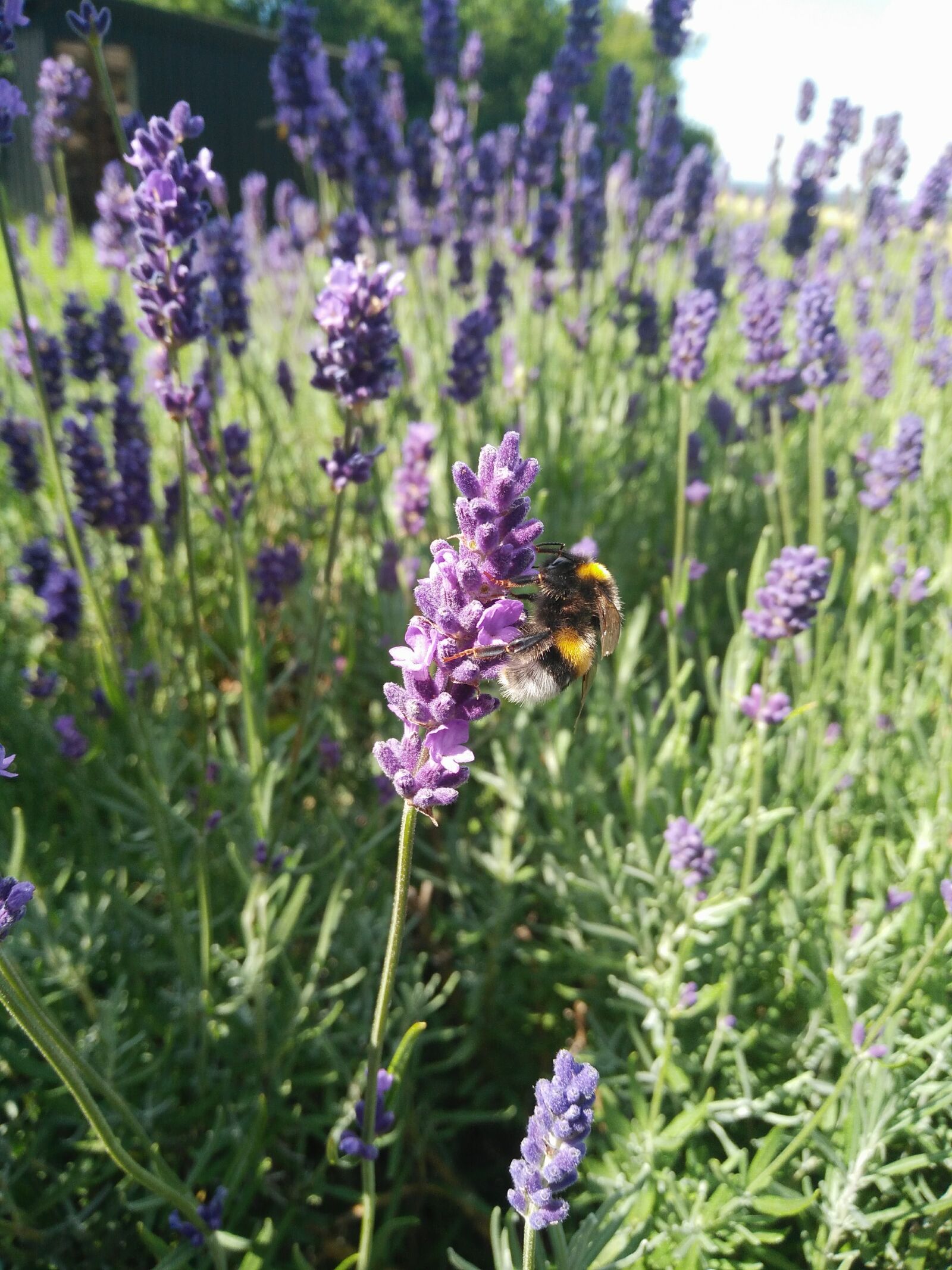 OnePlus ONE E1003 sample photo. Lavender, bumblebee, purple photography