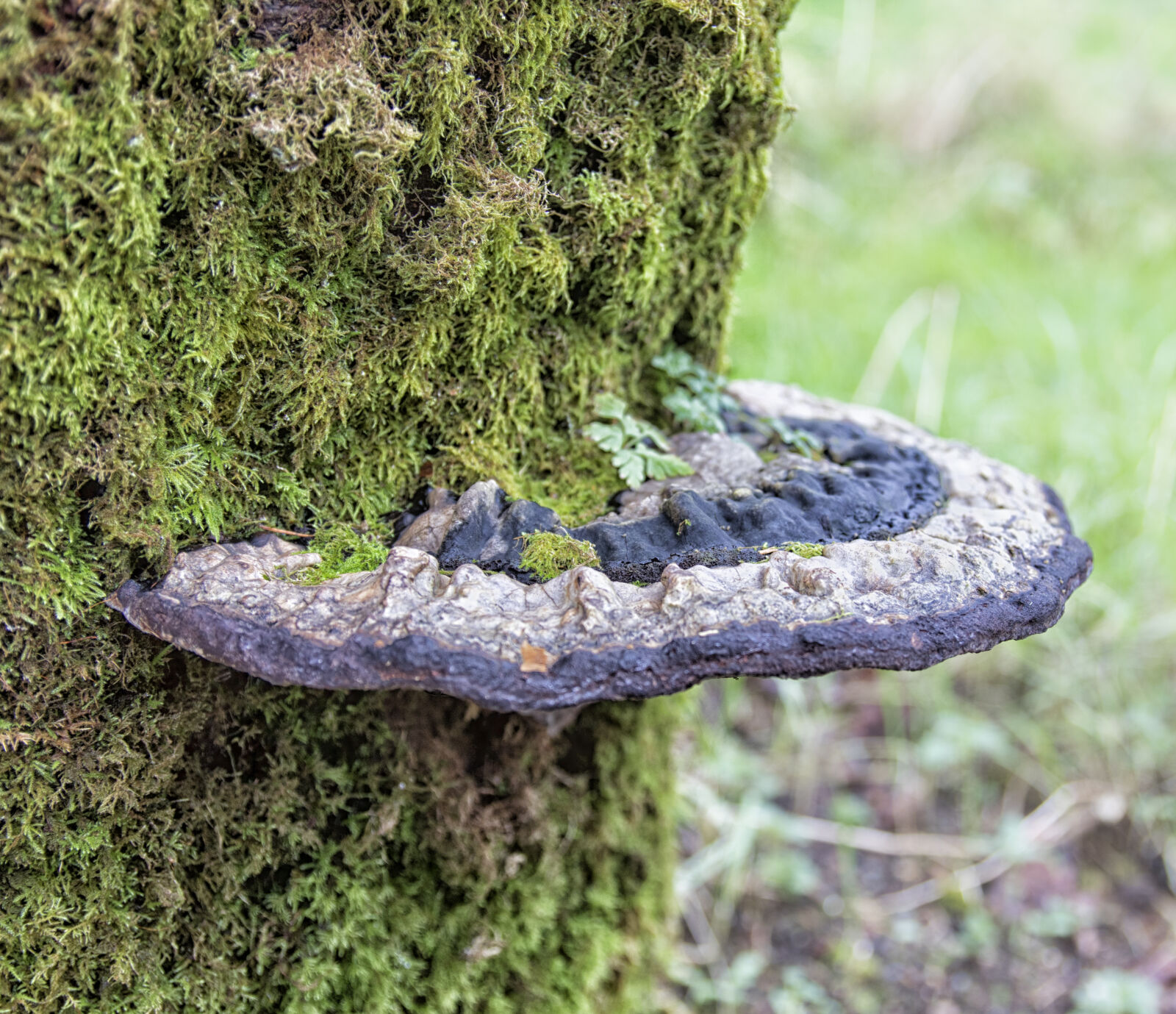 Canon EF-S 17-55mm F2.8 IS USM sample photo. Dp, tree, fungus, wales photography