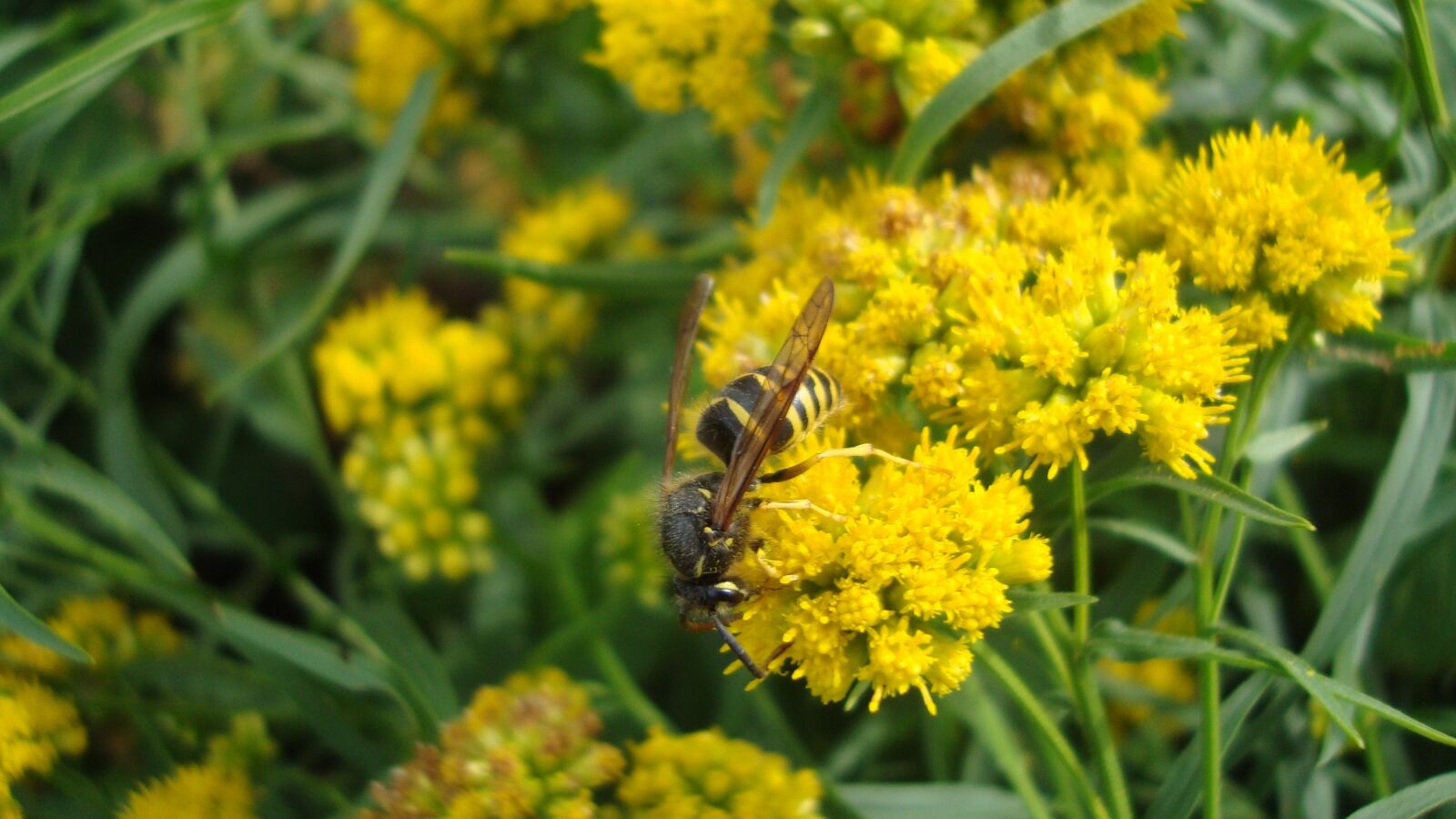 Sony Cyber-shot DSC-W120 sample photo. Hornet, eusocial wasp, insect photography