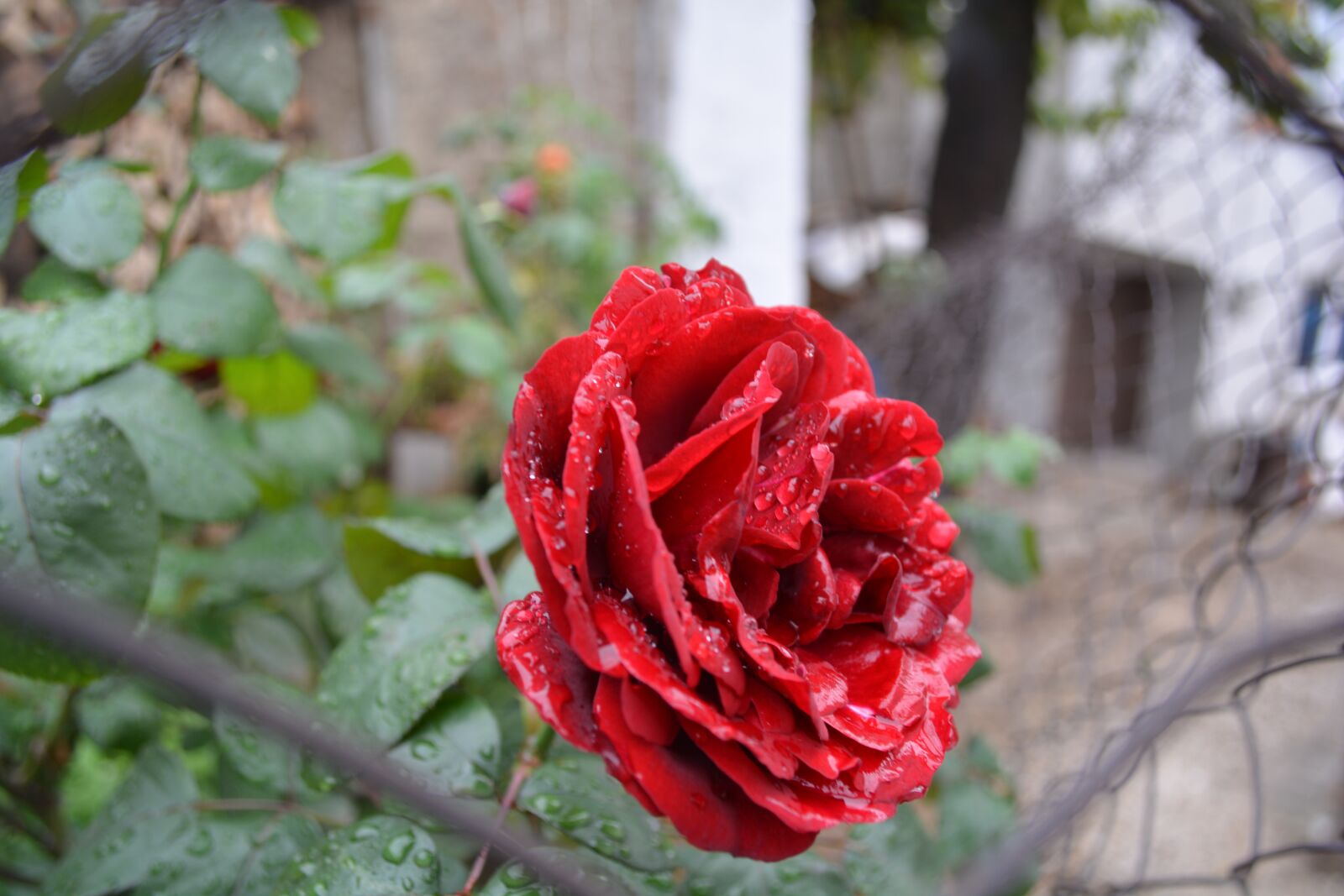 Nikon D5200 sample photo. Red, love, flower photography