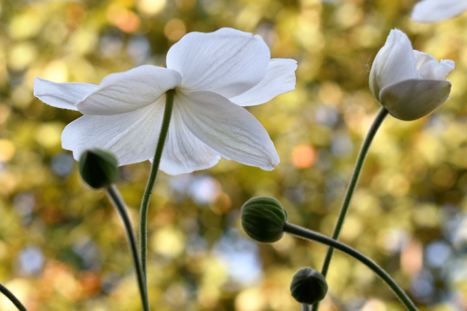 Nikon D5500 sample photo. Anemone, white, blossom photography