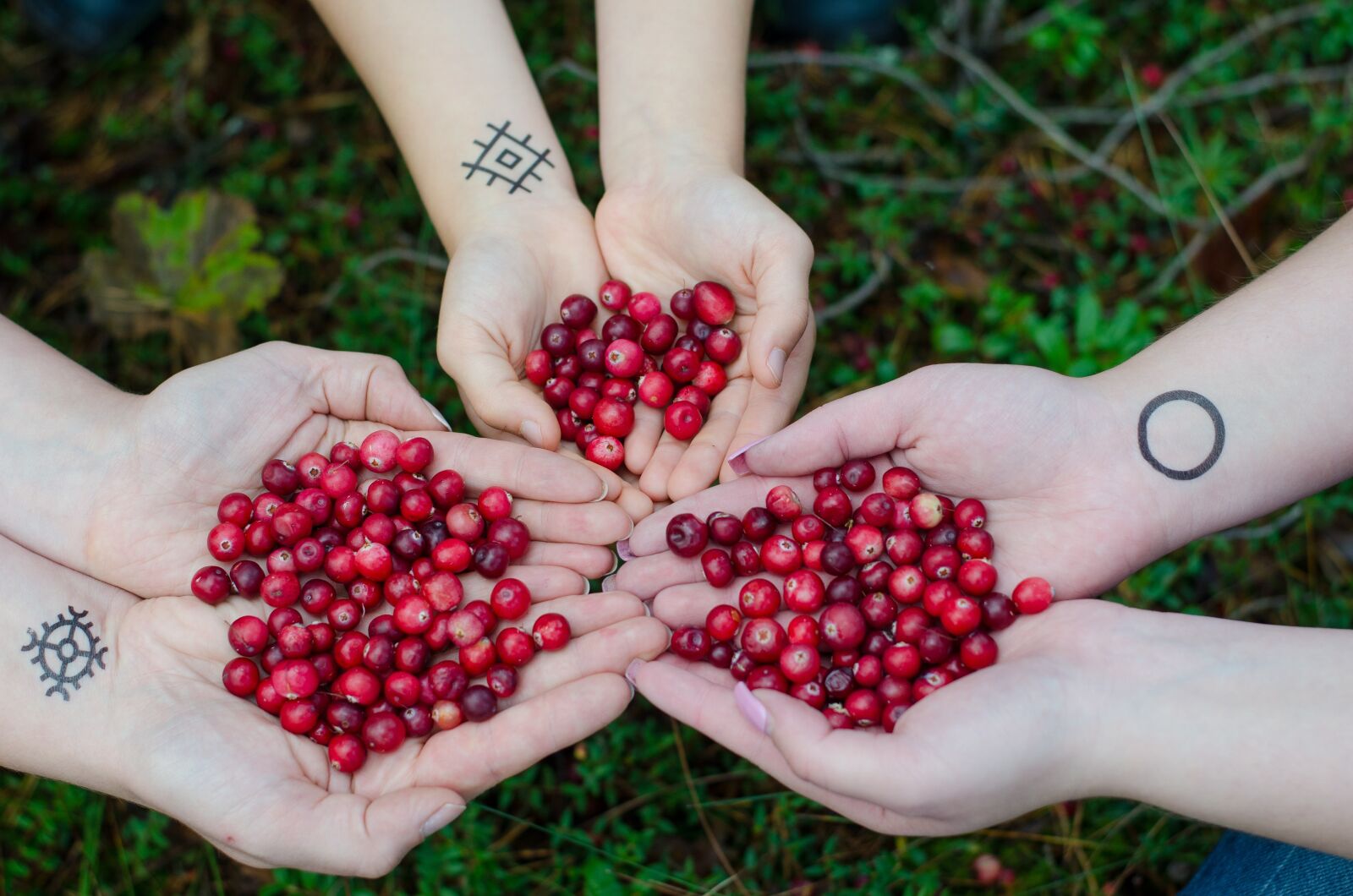 Nikon D7000 sample photo. Cranberries, berries, swamp photography