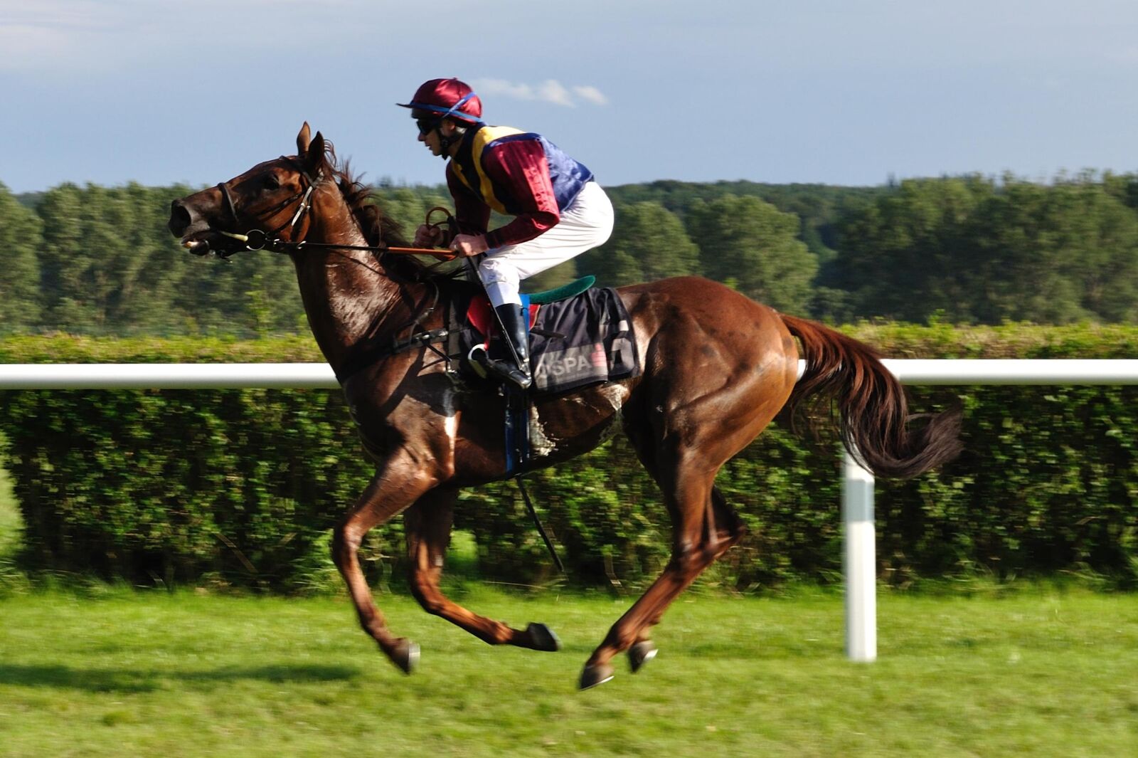 Nikon D5000 sample photo. Horse, reiter, gallop photography