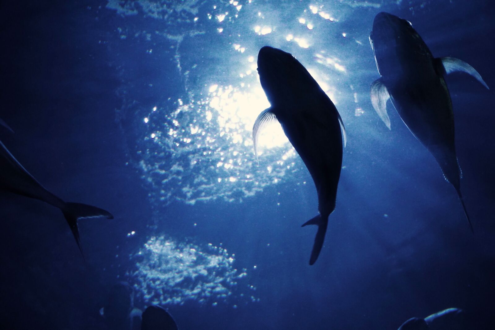 Sony a6000 sample photo. Fish, underwater, light photography