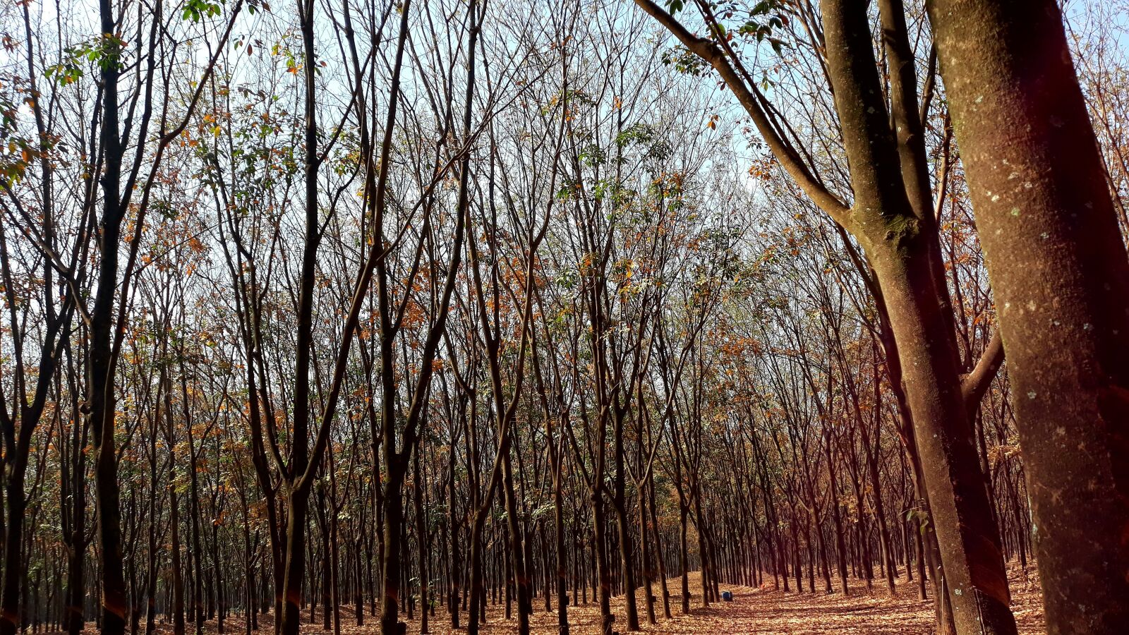 Samsung Galaxy J7 Pro sample photo. The rubber tree, rubber photography