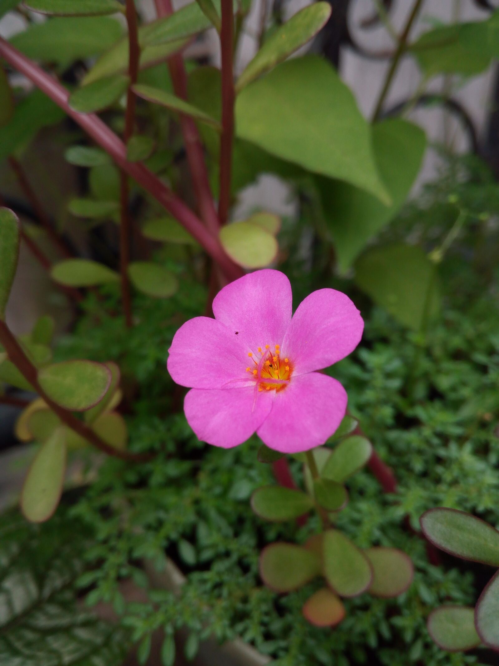 HUAWEI GR3 sample photo. Flower, plant, nature photography