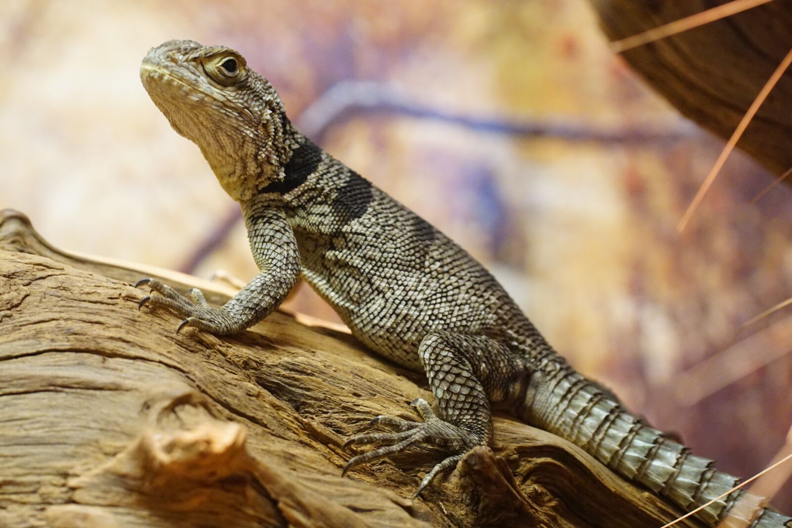 Sony ILCA-77M2 sample photo. Spiny-tail iguana, schuppenkriechtier, lizard photography