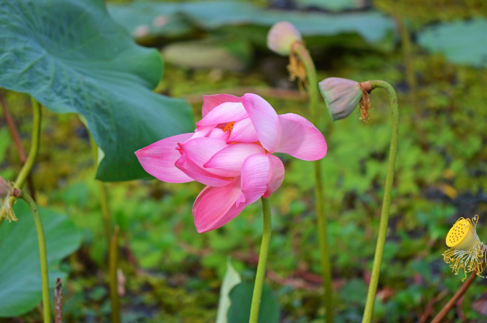 Nikon D5100 sample photo. Water, lily, flower photography