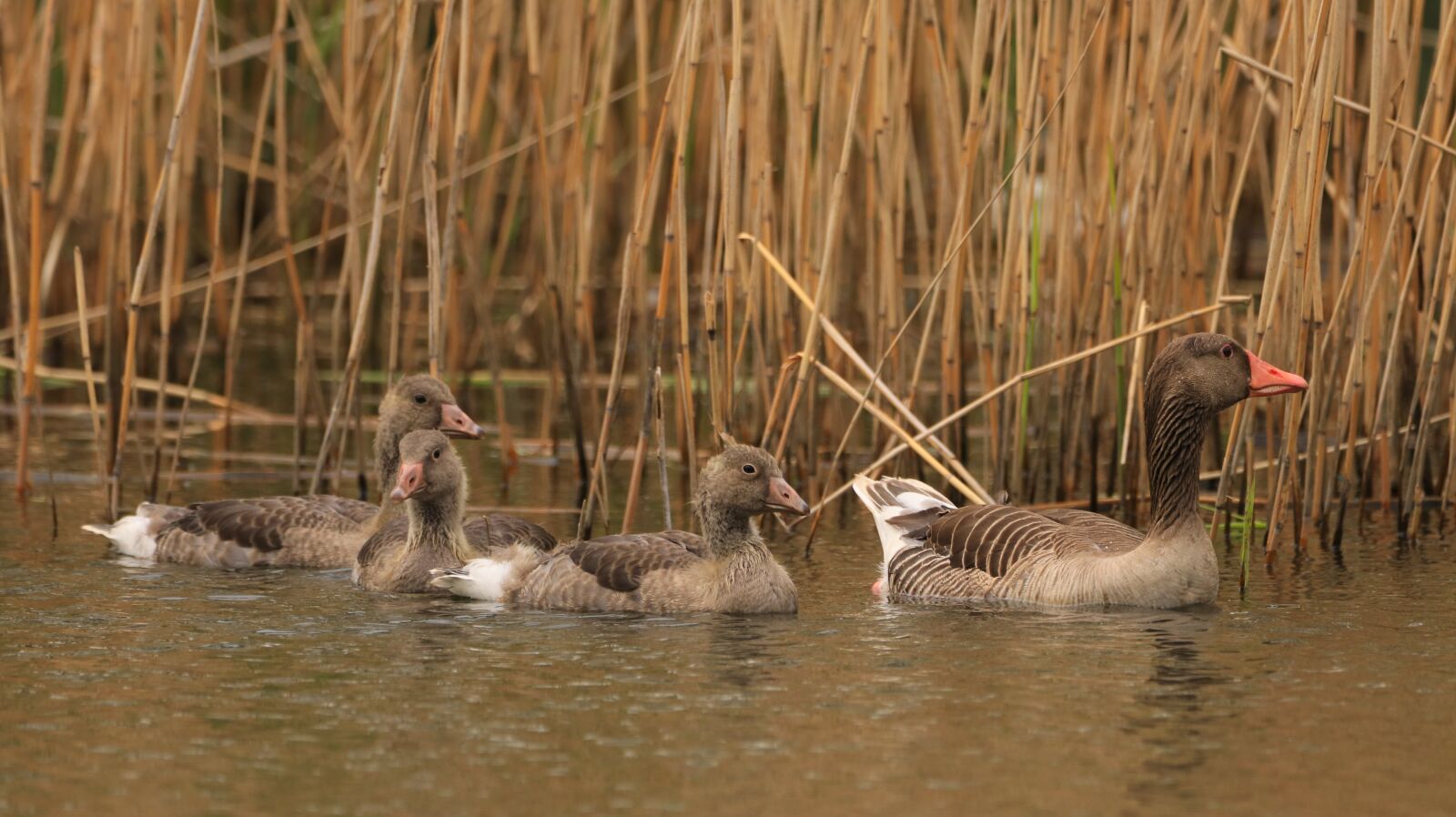 150-600mm F5-6.3 DG OS HSM | Contemporary 015 sample photo. Lake, water bird, nature photography