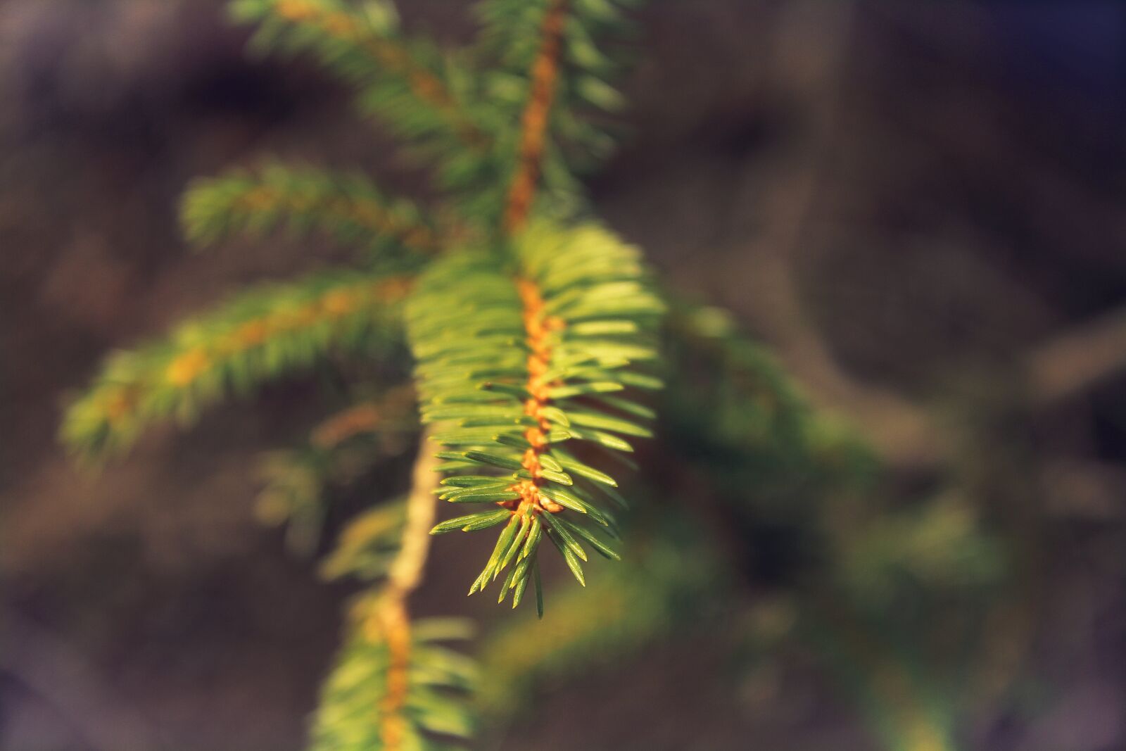 Canon EOS 1300D (EOS Rebel T6 / EOS Kiss X80) sample photo. Tannenzweig, needles, fir tree photography