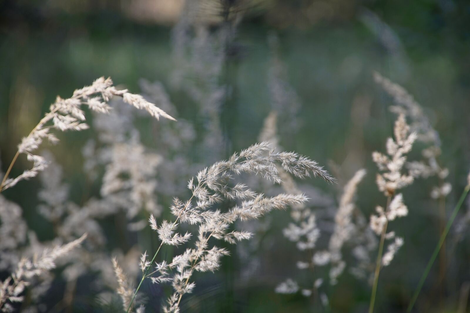 Sony a7R II sample photo. Forest grass, filigree, forest photography