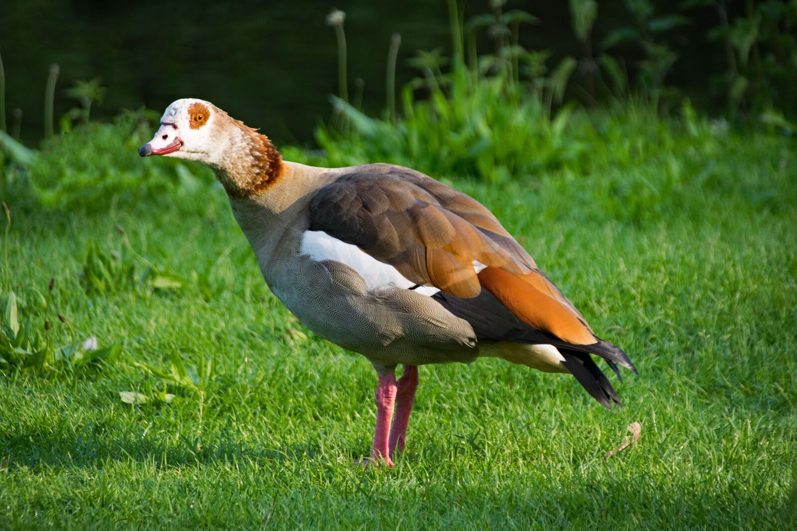 Nikon D5300 sample photo. Nilgans, alopochen egypt, goose photography