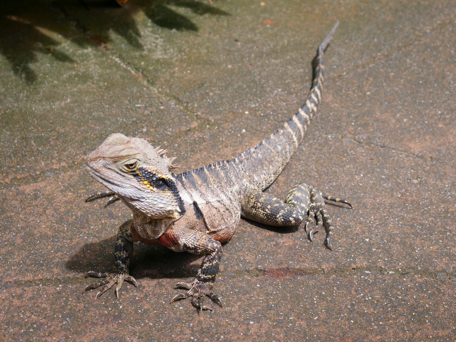 Panasonic Lumix DMC-G7 sample photo. Reptile, lizard, nature photography