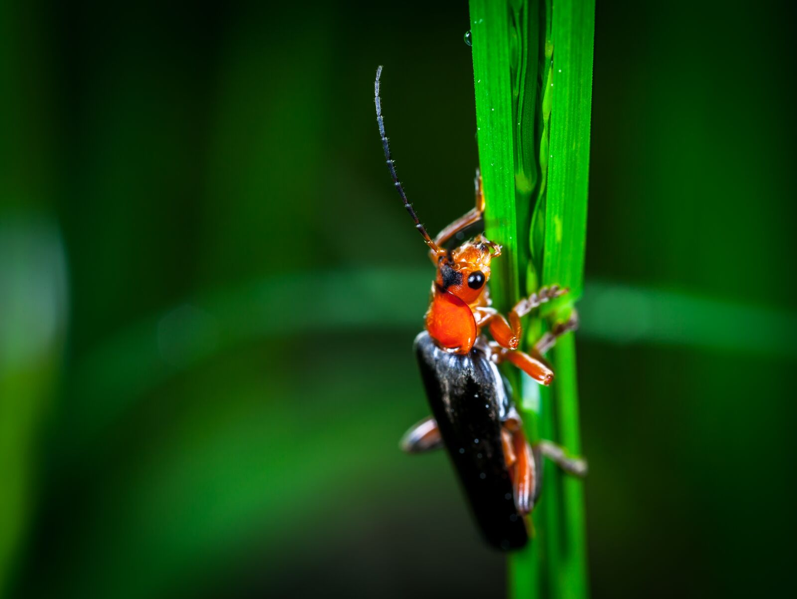 Canon EOS 5D Mark II + Canon MP-E 65mm F2.5 1-5x Macro Photo sample photo. Insect, no one, nature photography