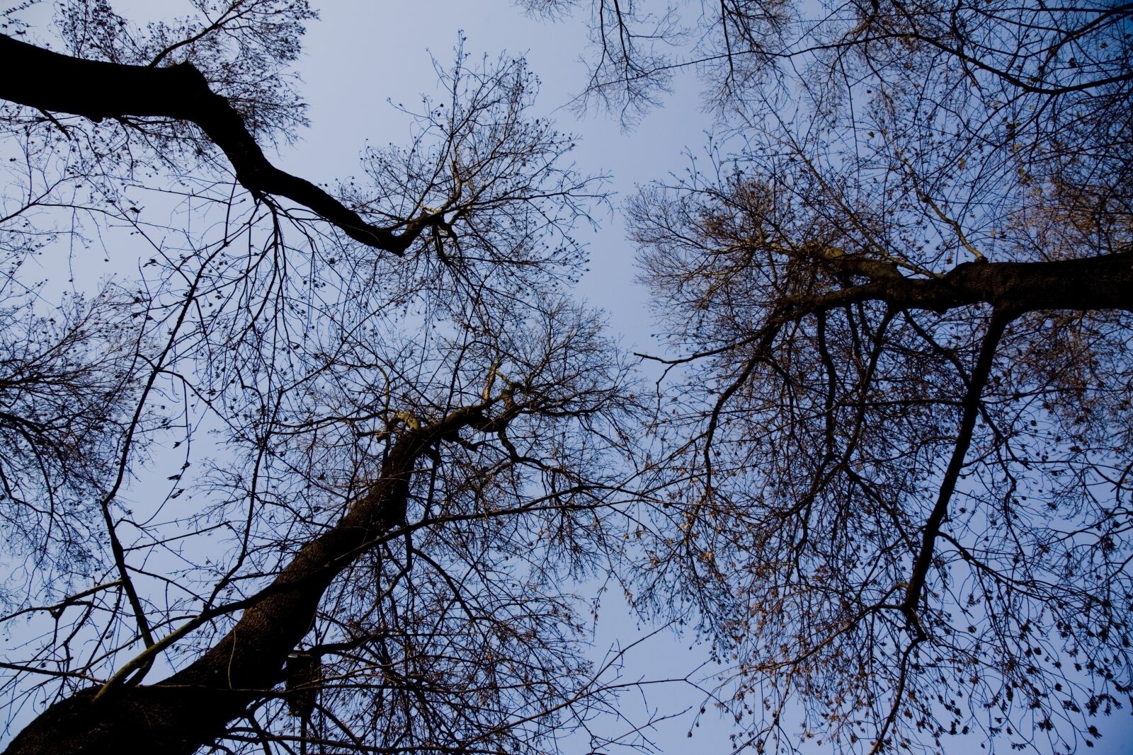Canon EOS 5D sample photo. Tree, nature, branches photography