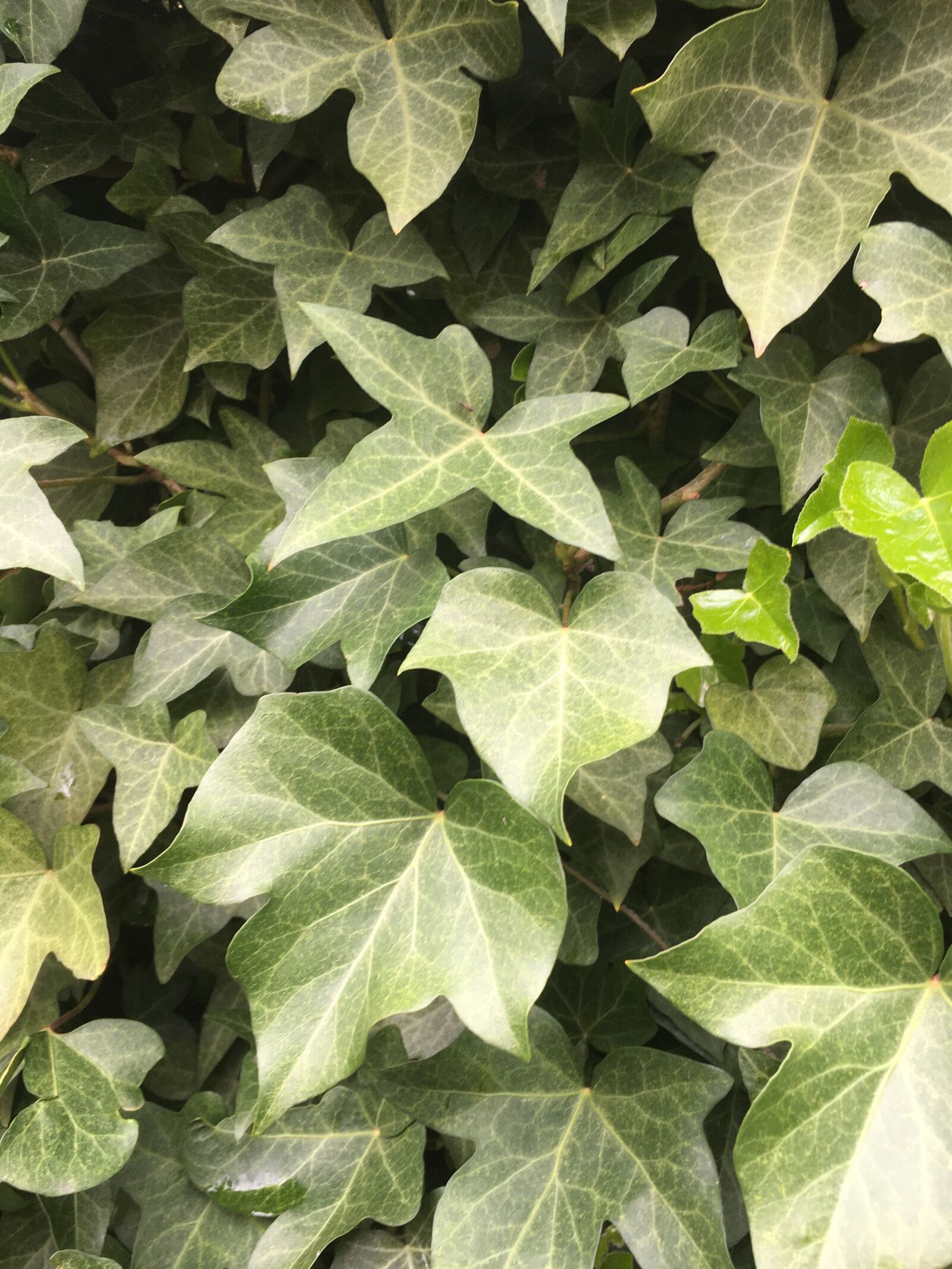 iPhone 6s Plus back camera 4.15mm f/2.2 sample photo. Ivy, vine, green photography